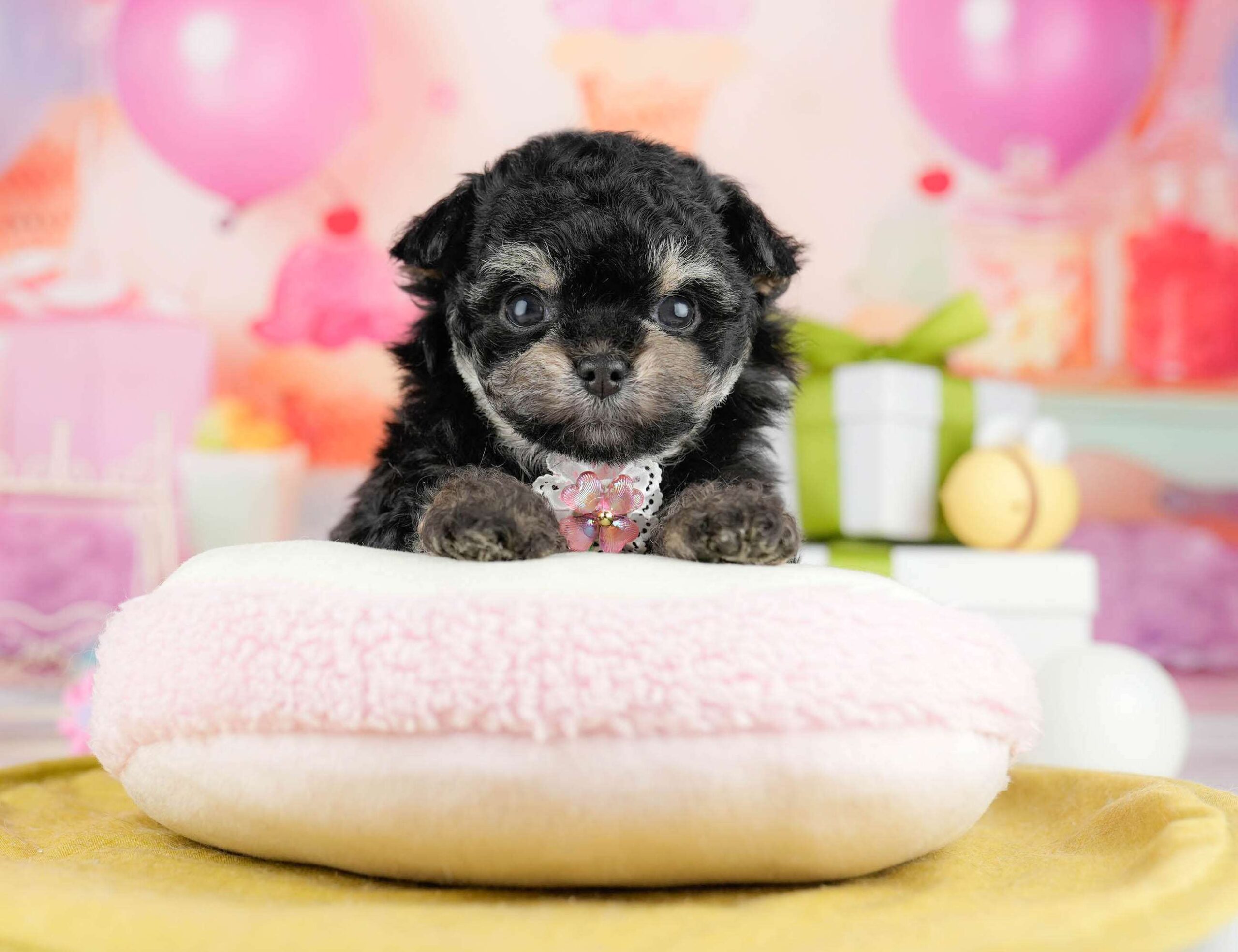 マルプーチー | 女の子 | ブラック＆タン | 2026年1月14日