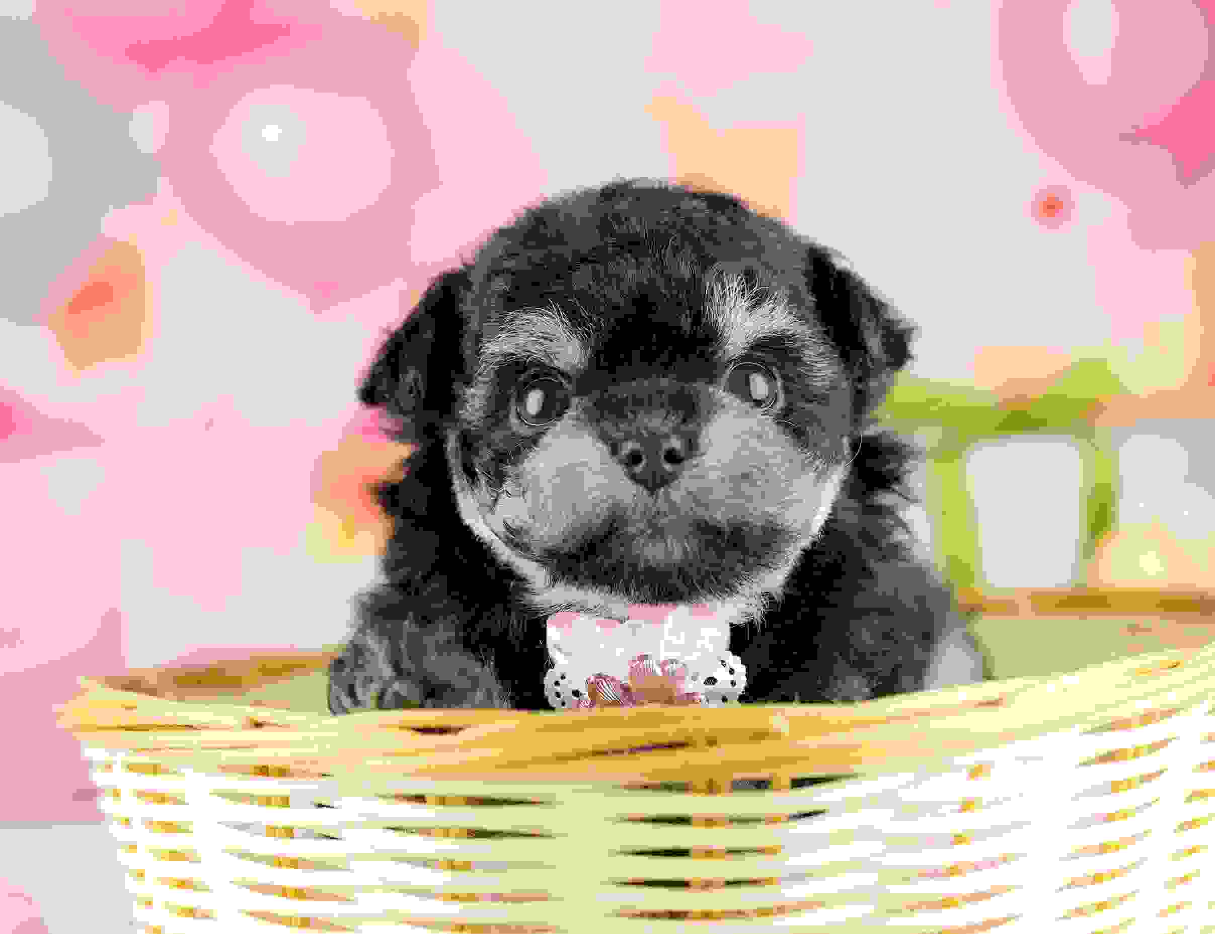 マルプーチー | 女の子 | ブラック＆タン | 2026年1月14日