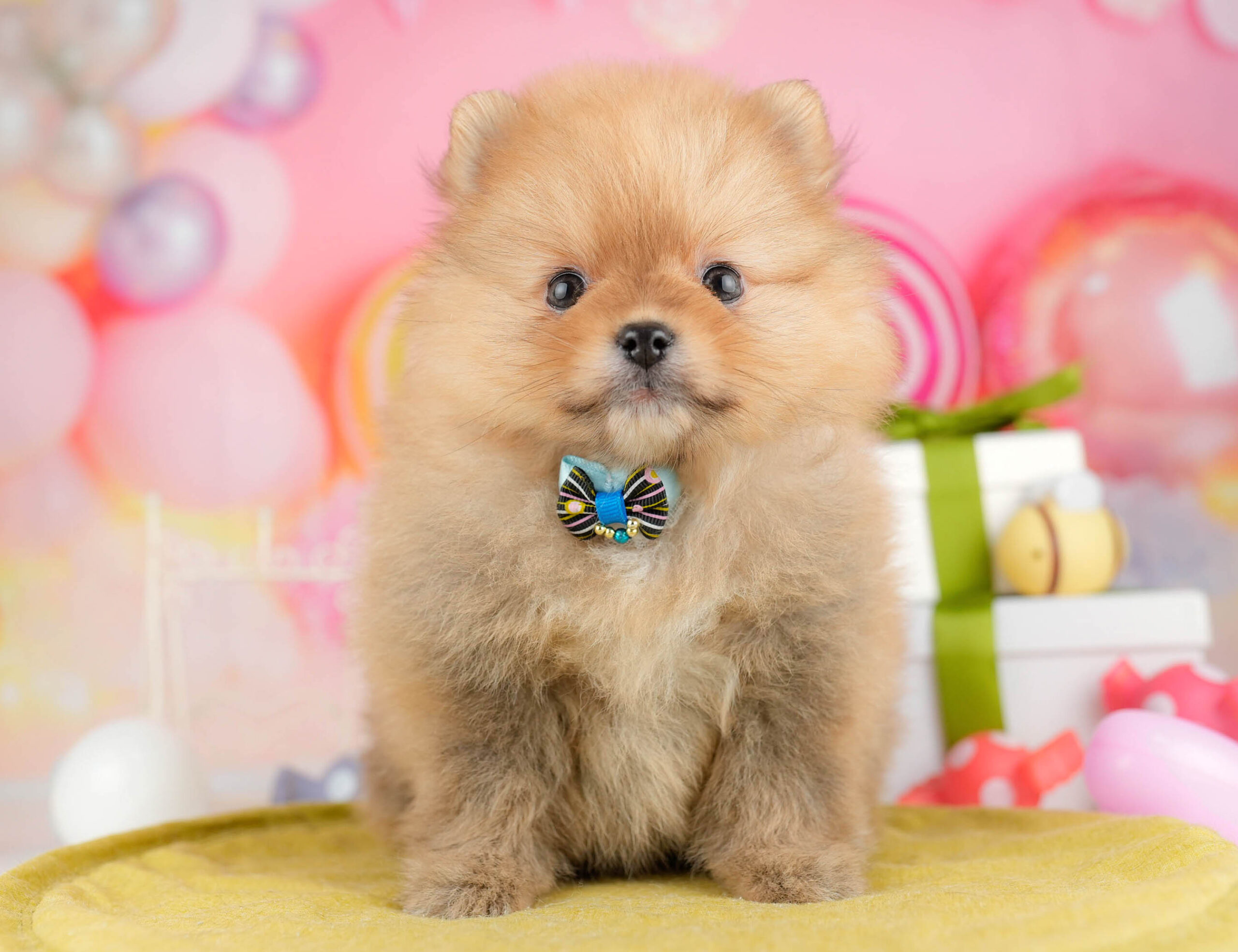 ポメラニアン | 女の子 | オレンジ | 2026年1月15日