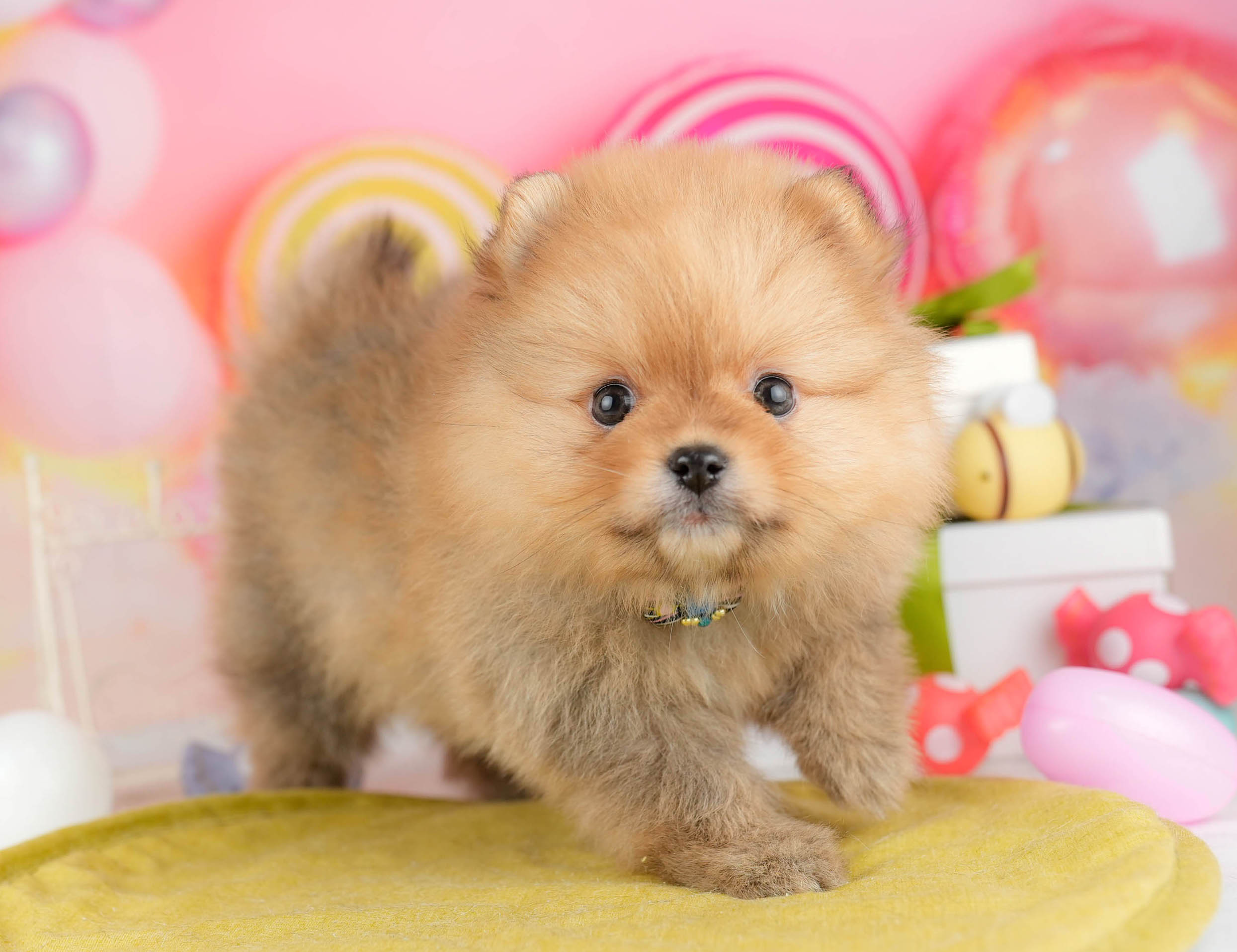 ポメラニアン | 女の子 | オレンジ | 2026年1月15日