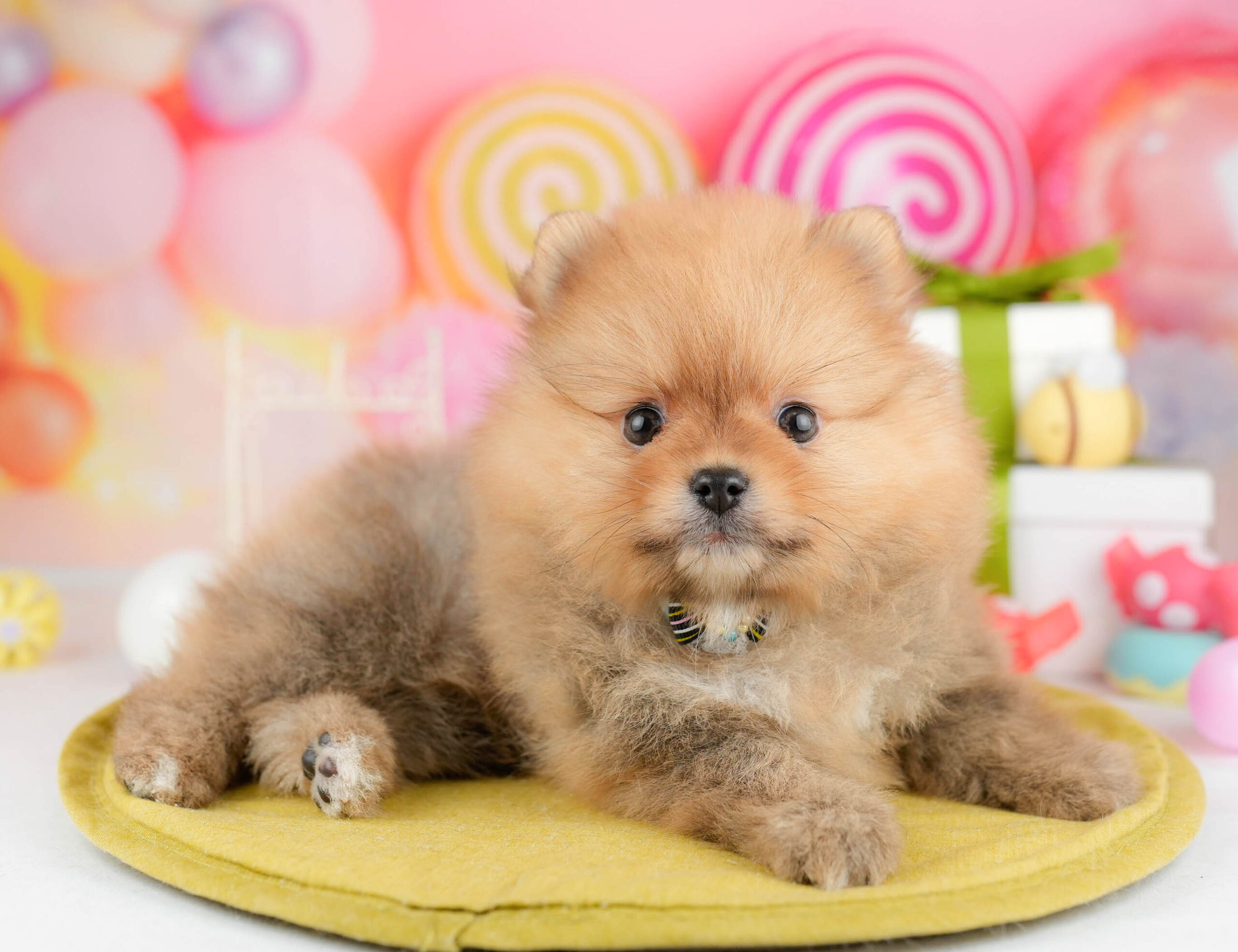 ポメラニアン | 女の子 | オレンジ | 2026年1月15日