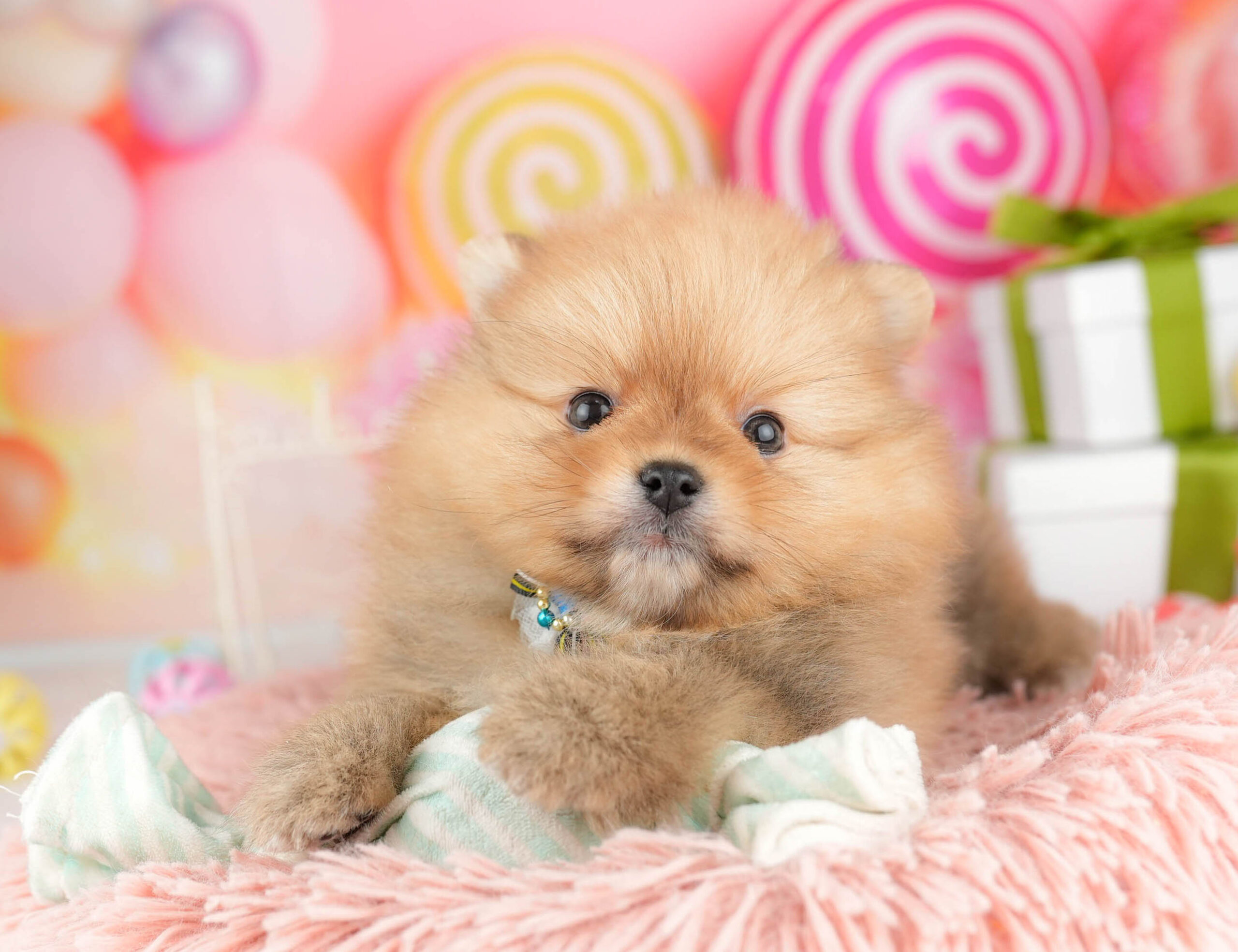 ポメラニアン | 女の子 | オレンジ | 2026年1月15日