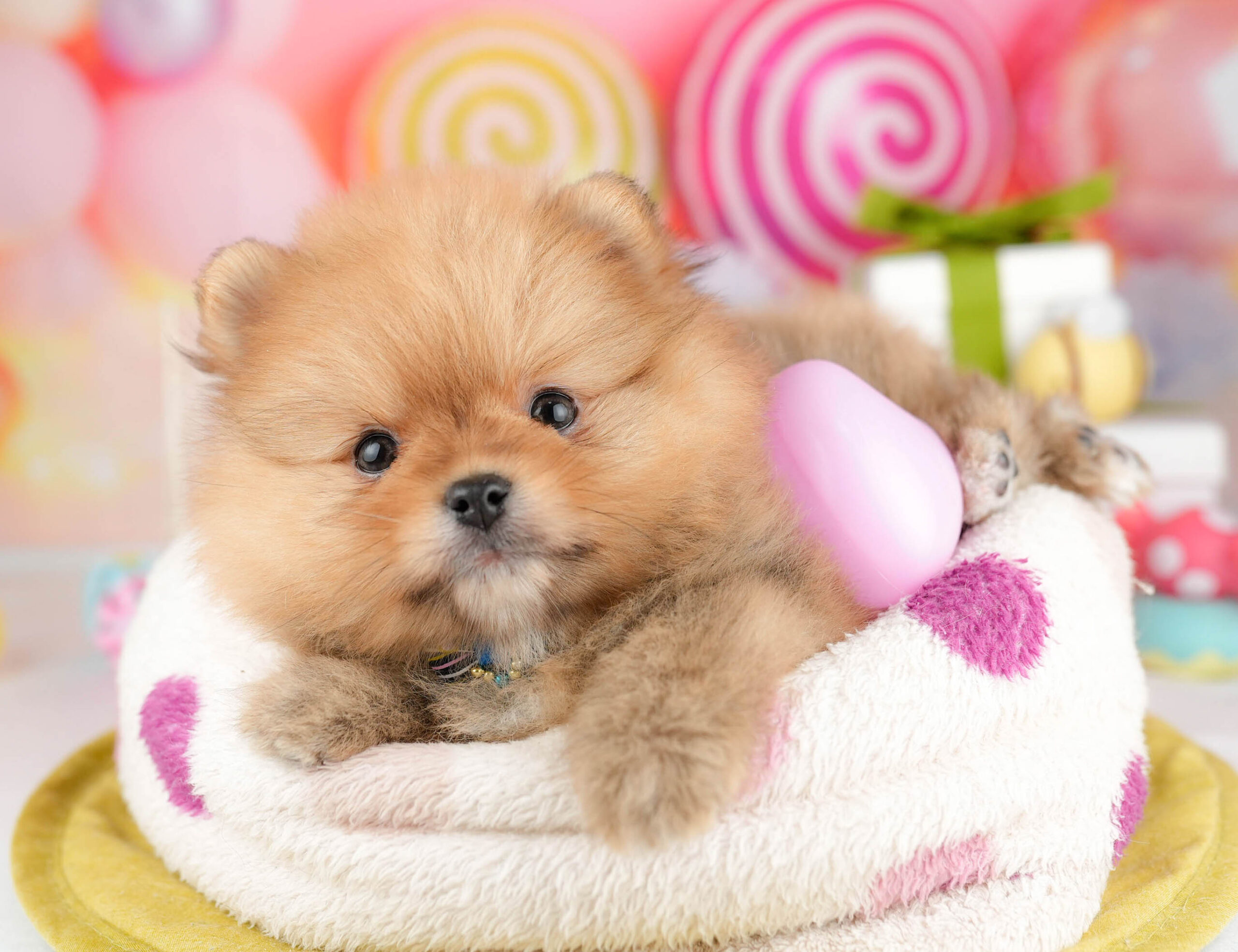 ポメラニアン | 女の子 | オレンジ | 2026年1月15日