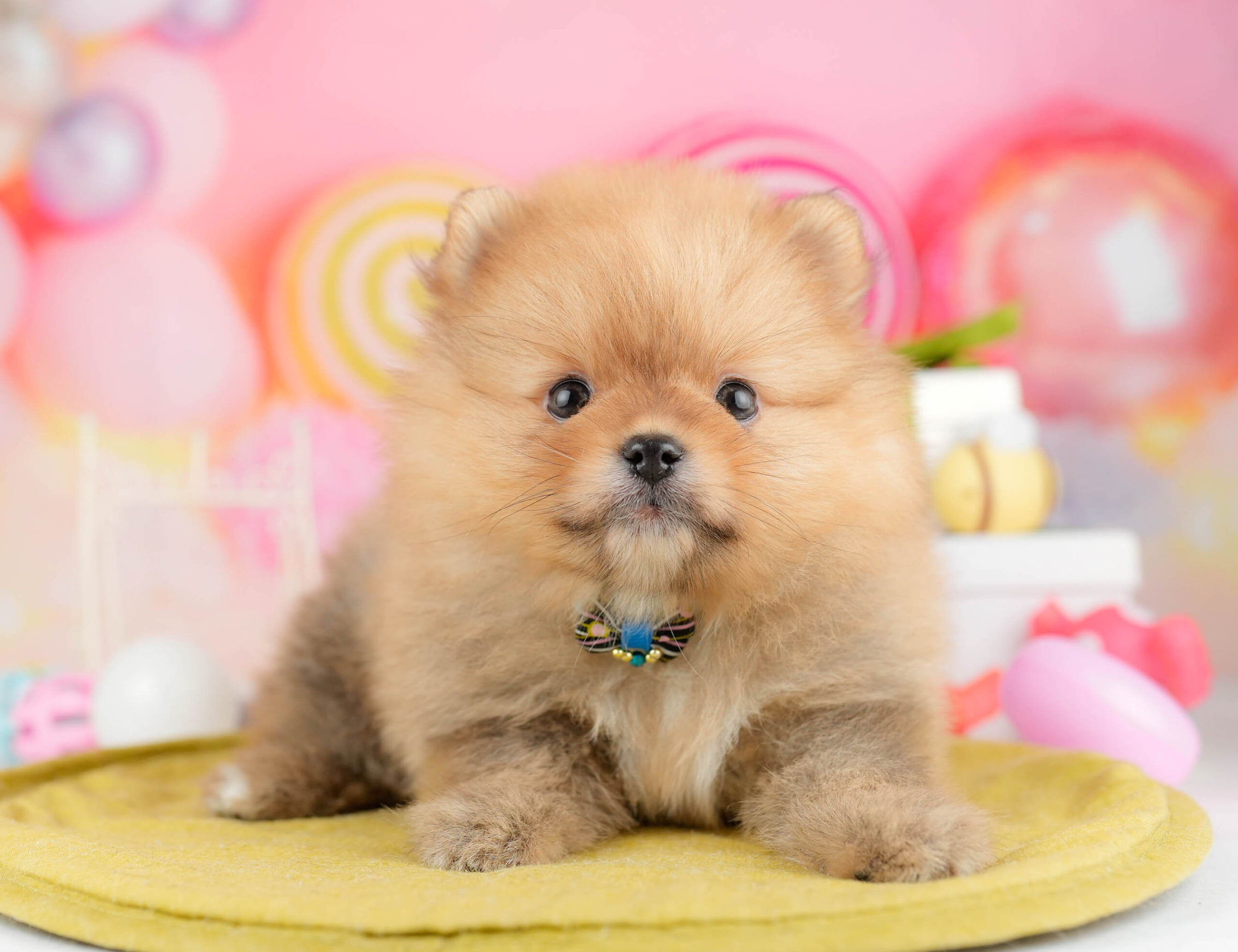 ポメラニアン | 女の子 | オレンジ | 2026年1月15日