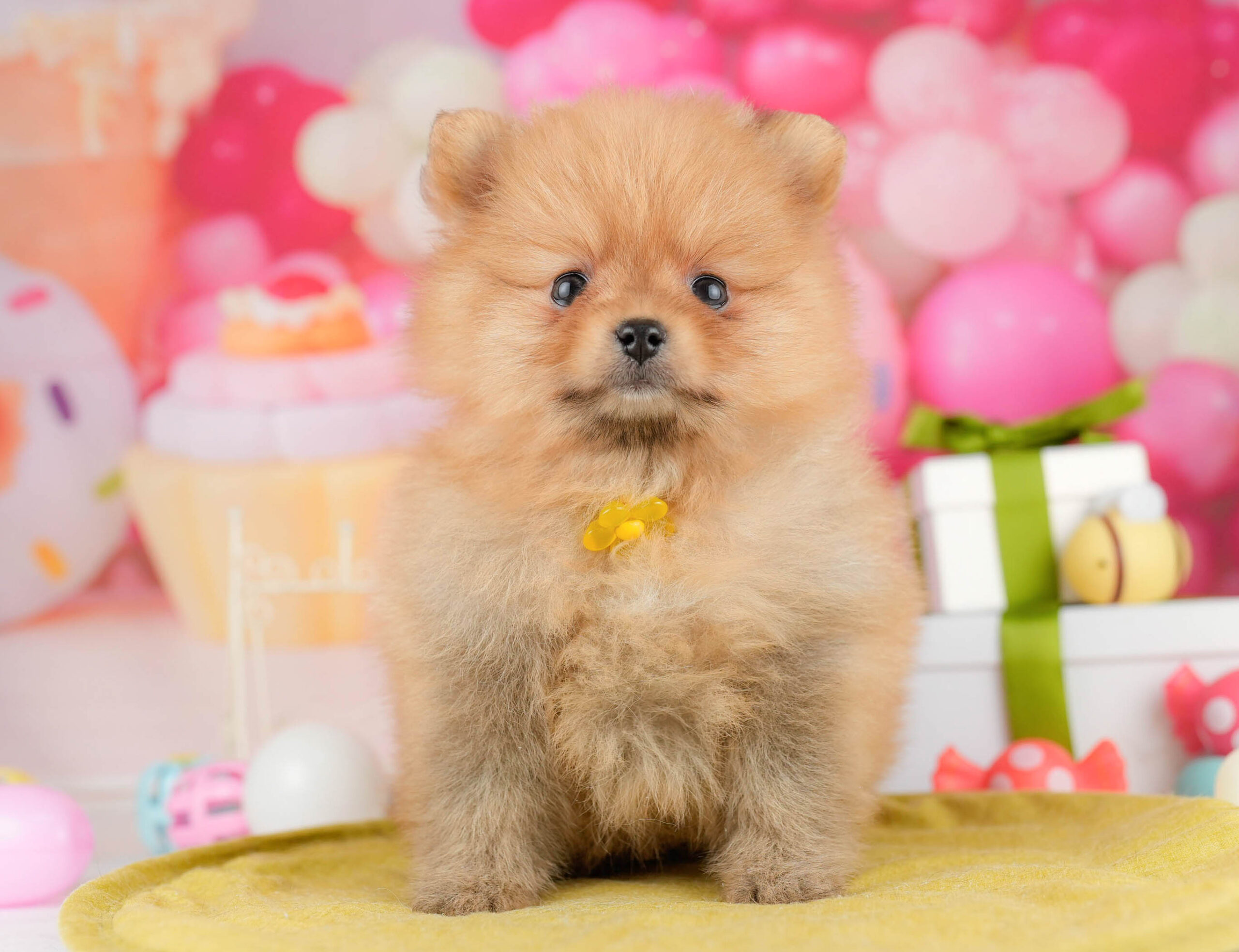 ポメラニアン | 女の子 | オレンジ | 2026年1月15日