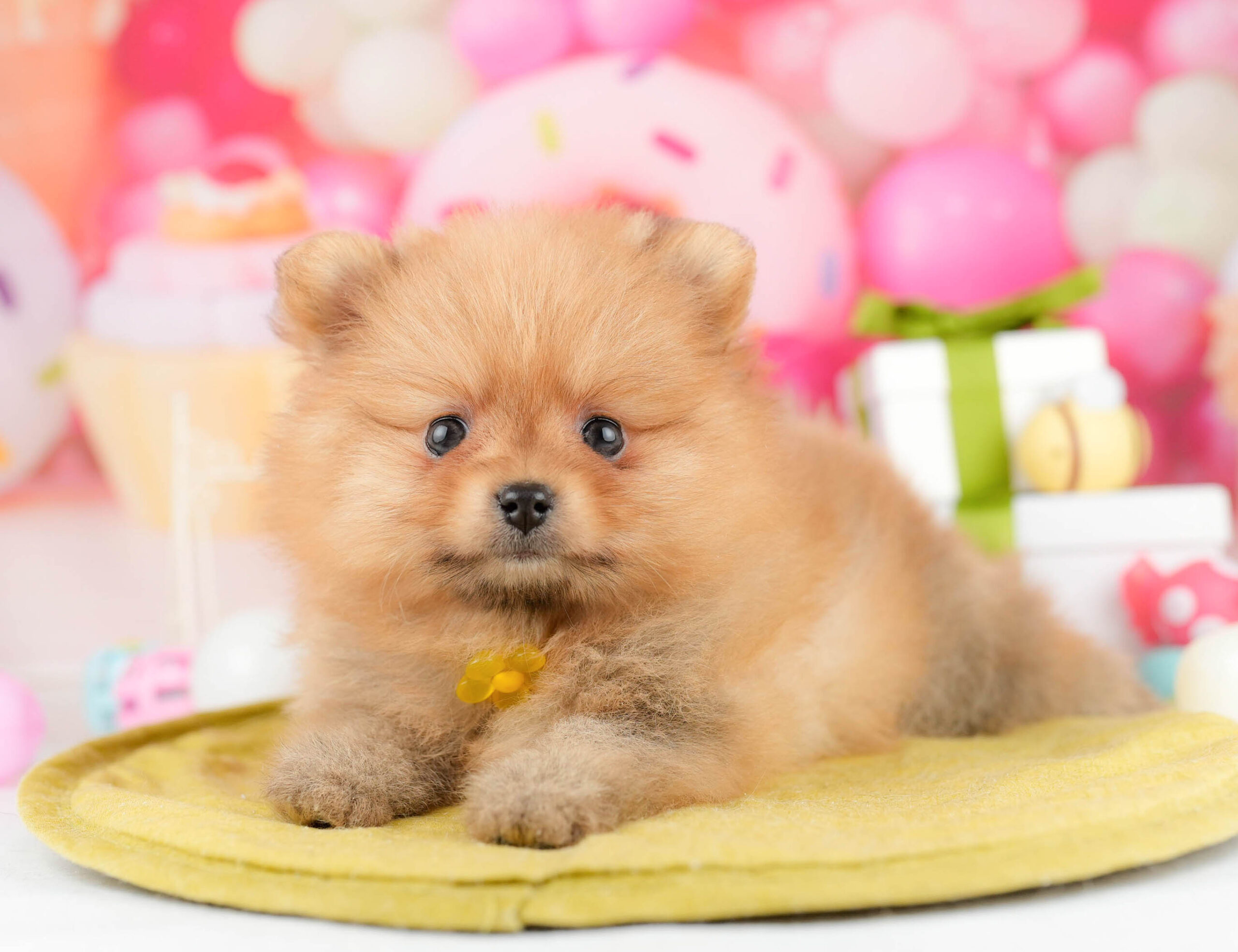 ポメラニアン | 女の子 | オレンジ | 2026年1月15日