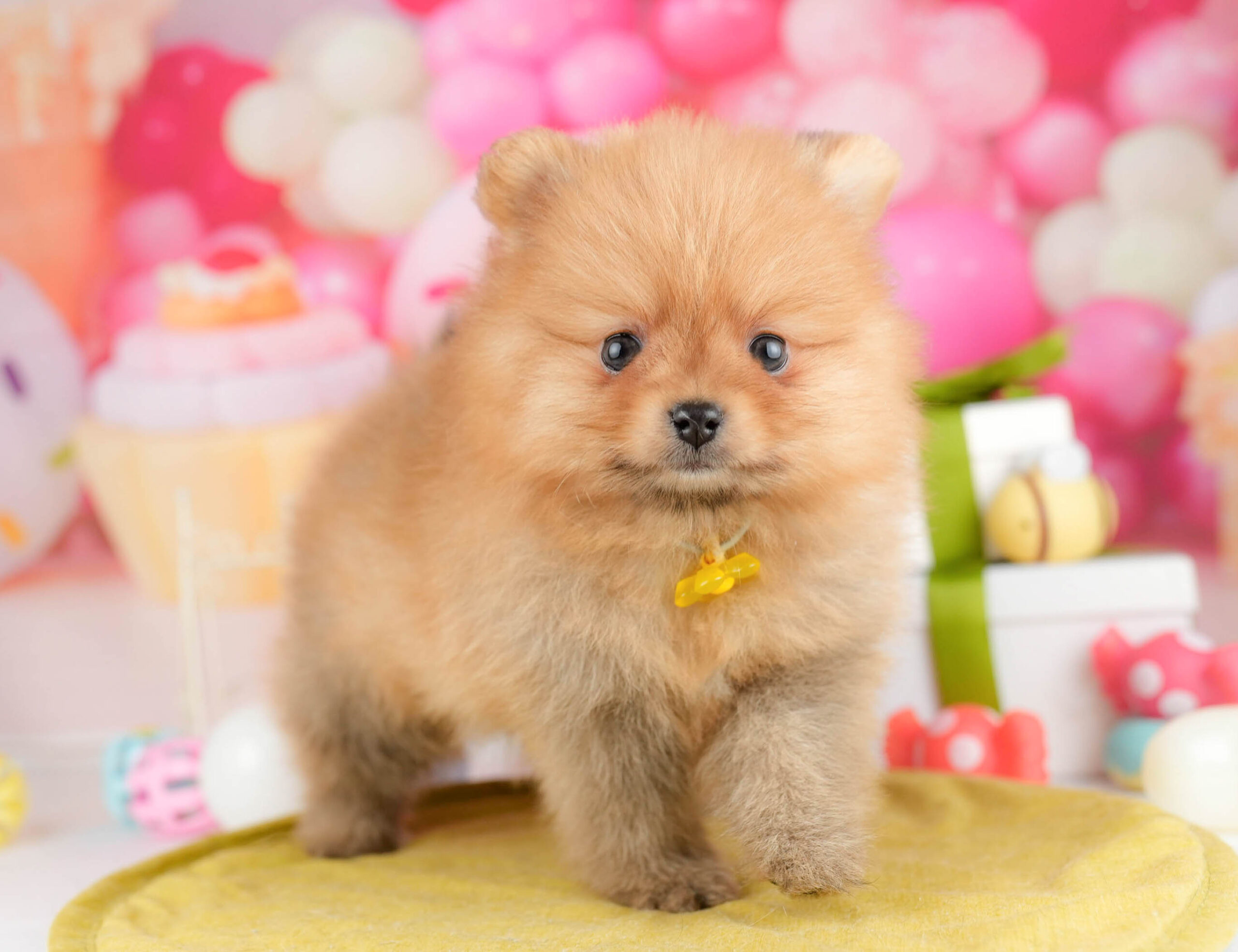 ポメラニアン | 女の子 | オレンジ | 2026年1月15日