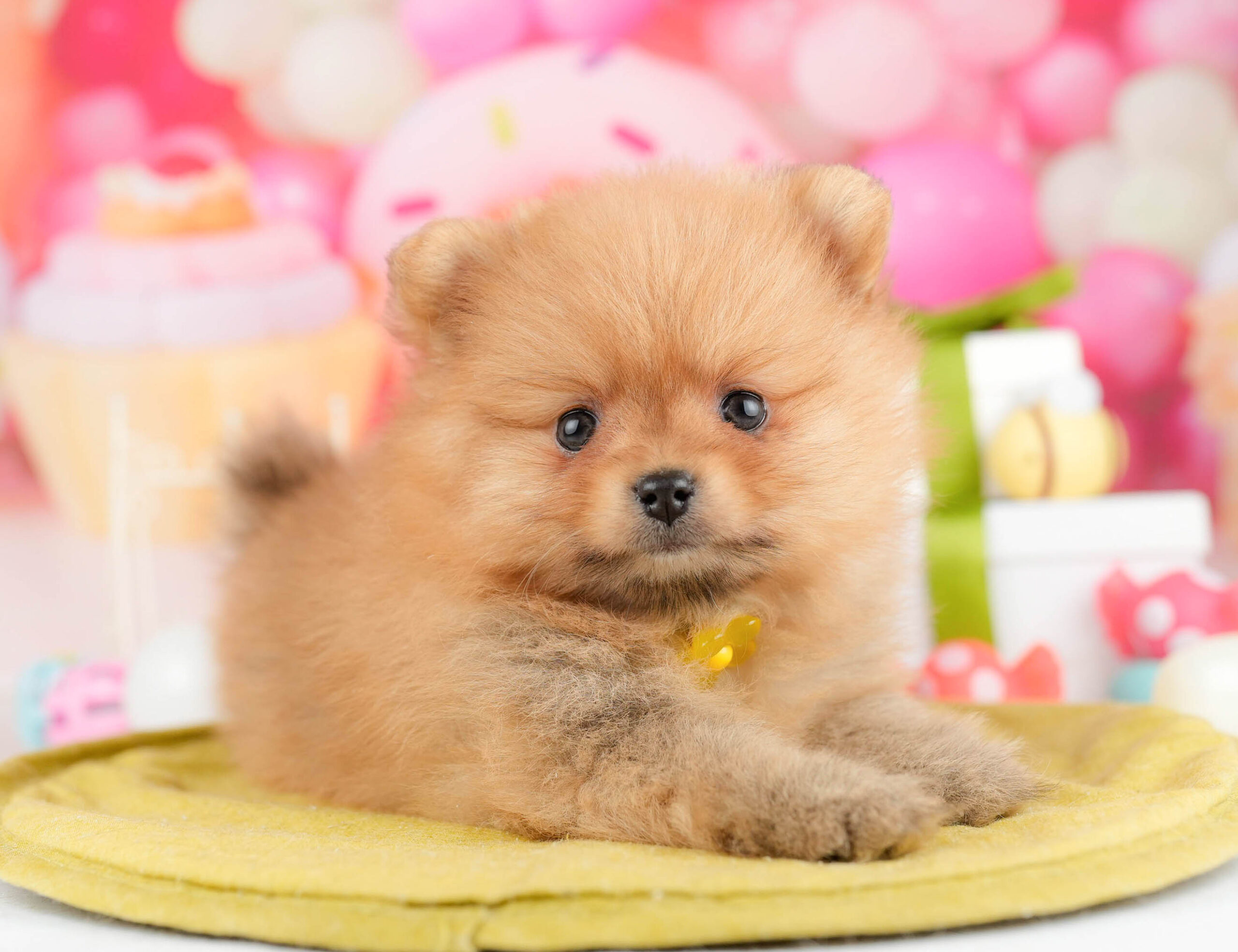 ポメラニアン | 女の子 | オレンジ | 2026年1月15日