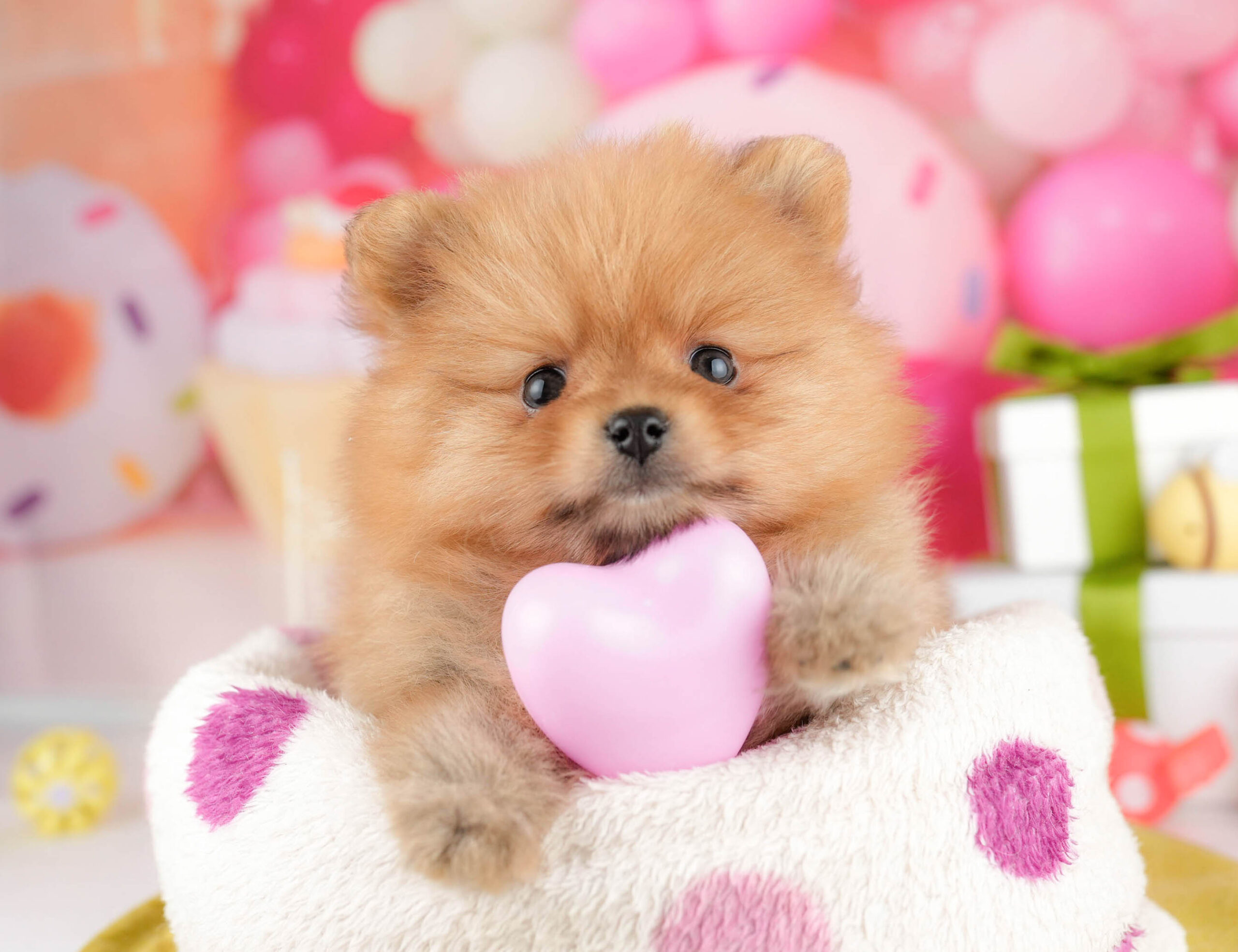 ポメラニアン | 女の子 | オレンジ | 2026年1月15日