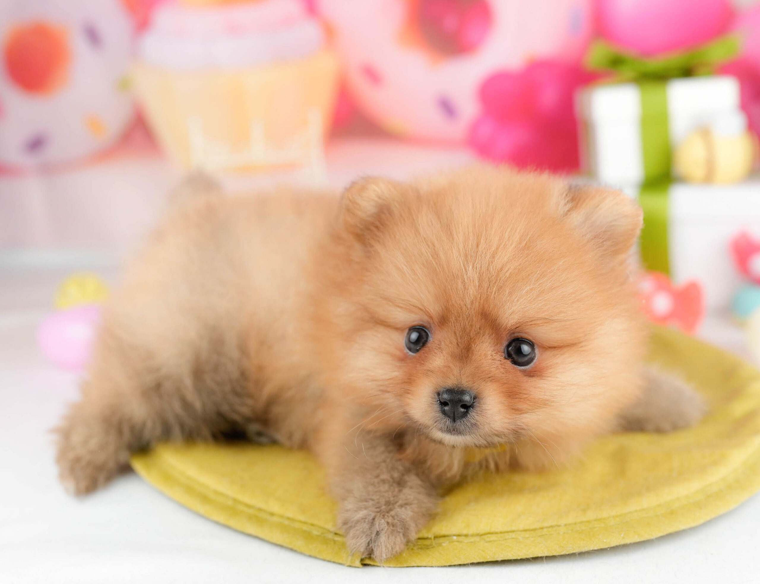 ポメラニアン | 女の子 | オレンジ | 2026年1月15日