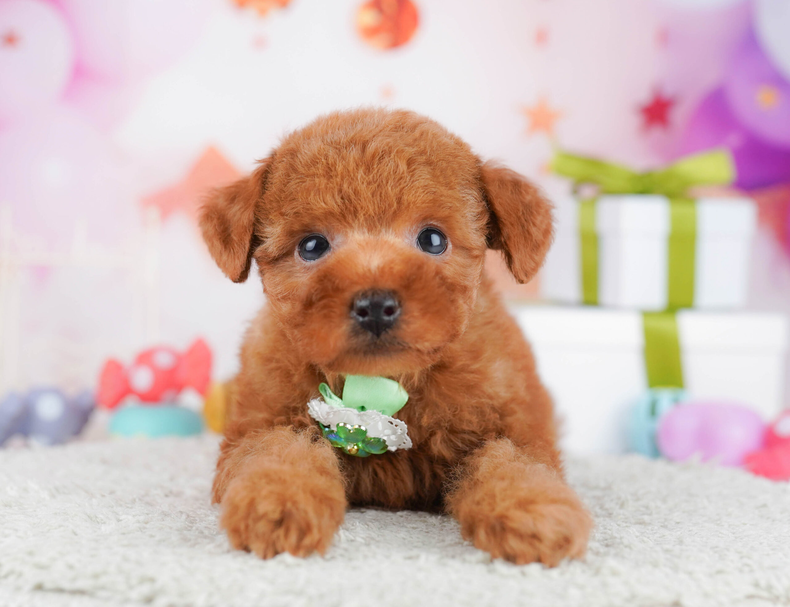 トイ・プードル | 男の子 | レッド | 2026年1月17日