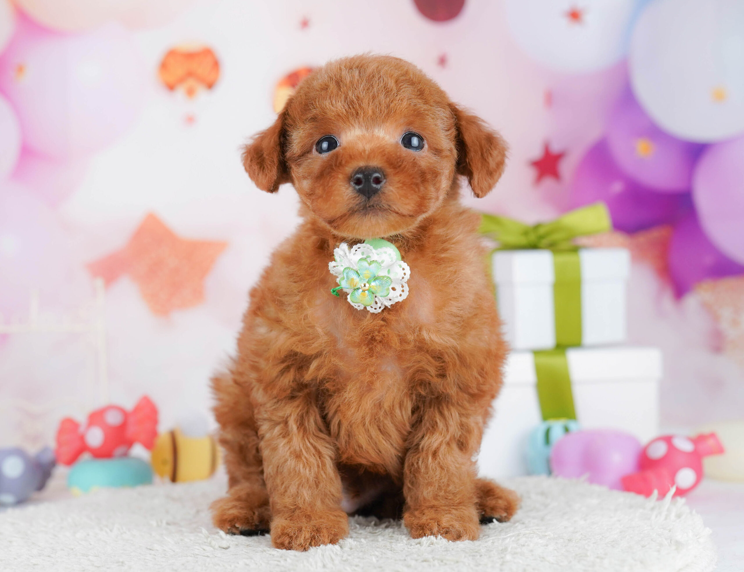 トイ・プードル | 男の子 | レッド | 2026年1月17日