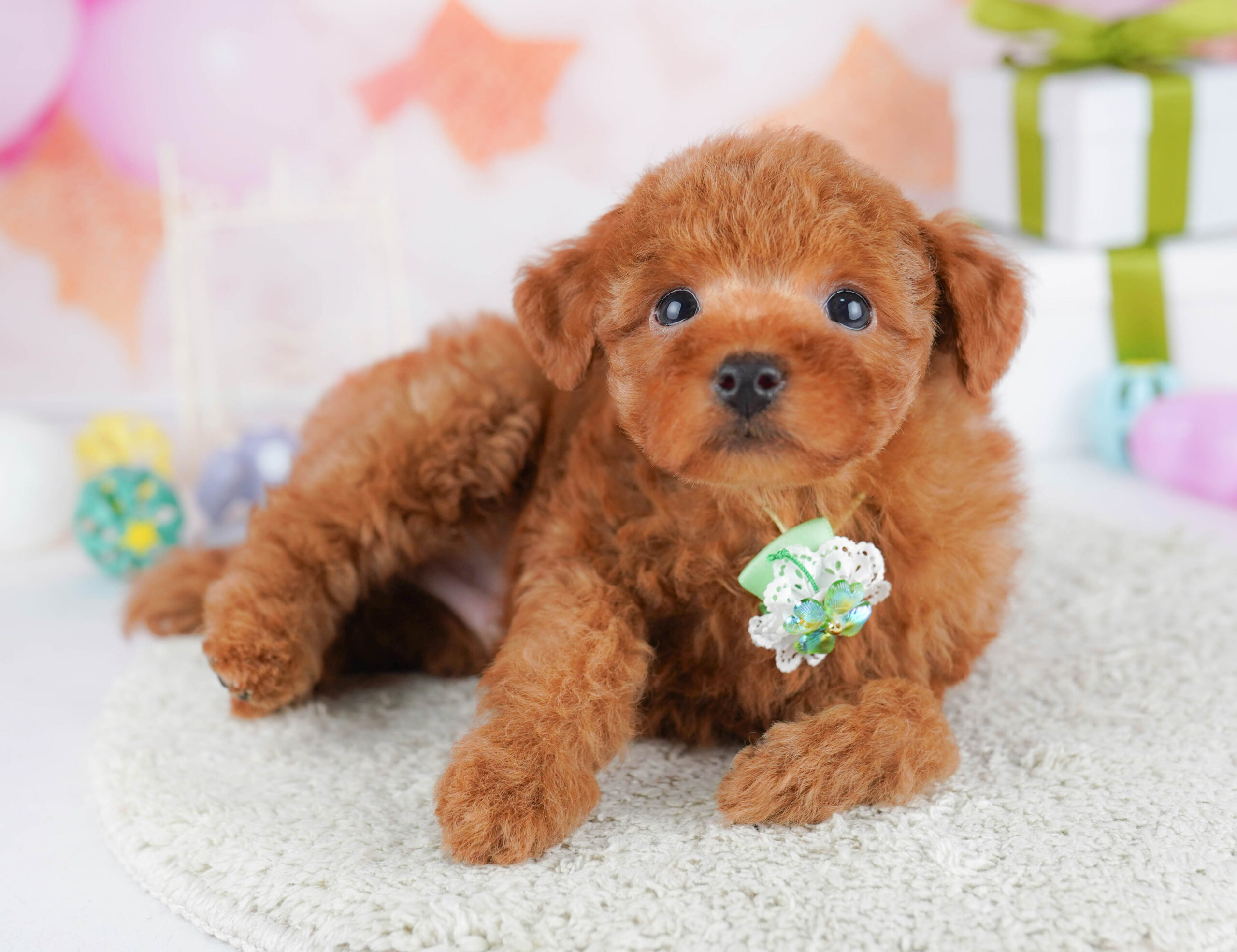 トイ・プードル | 男の子 | レッド | 2026年1月17日