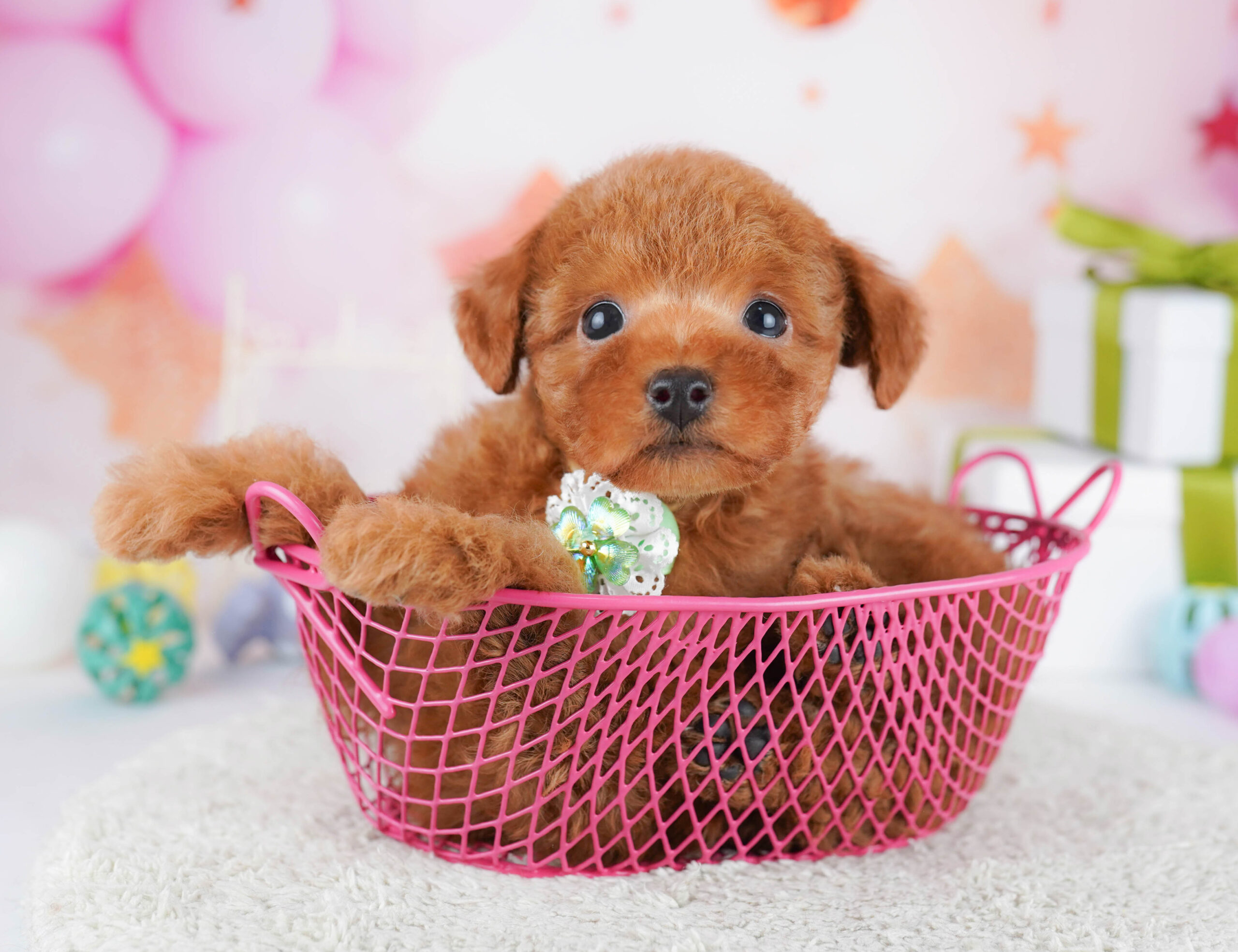 トイ・プードル | 男の子 | レッド | 2026年1月17日