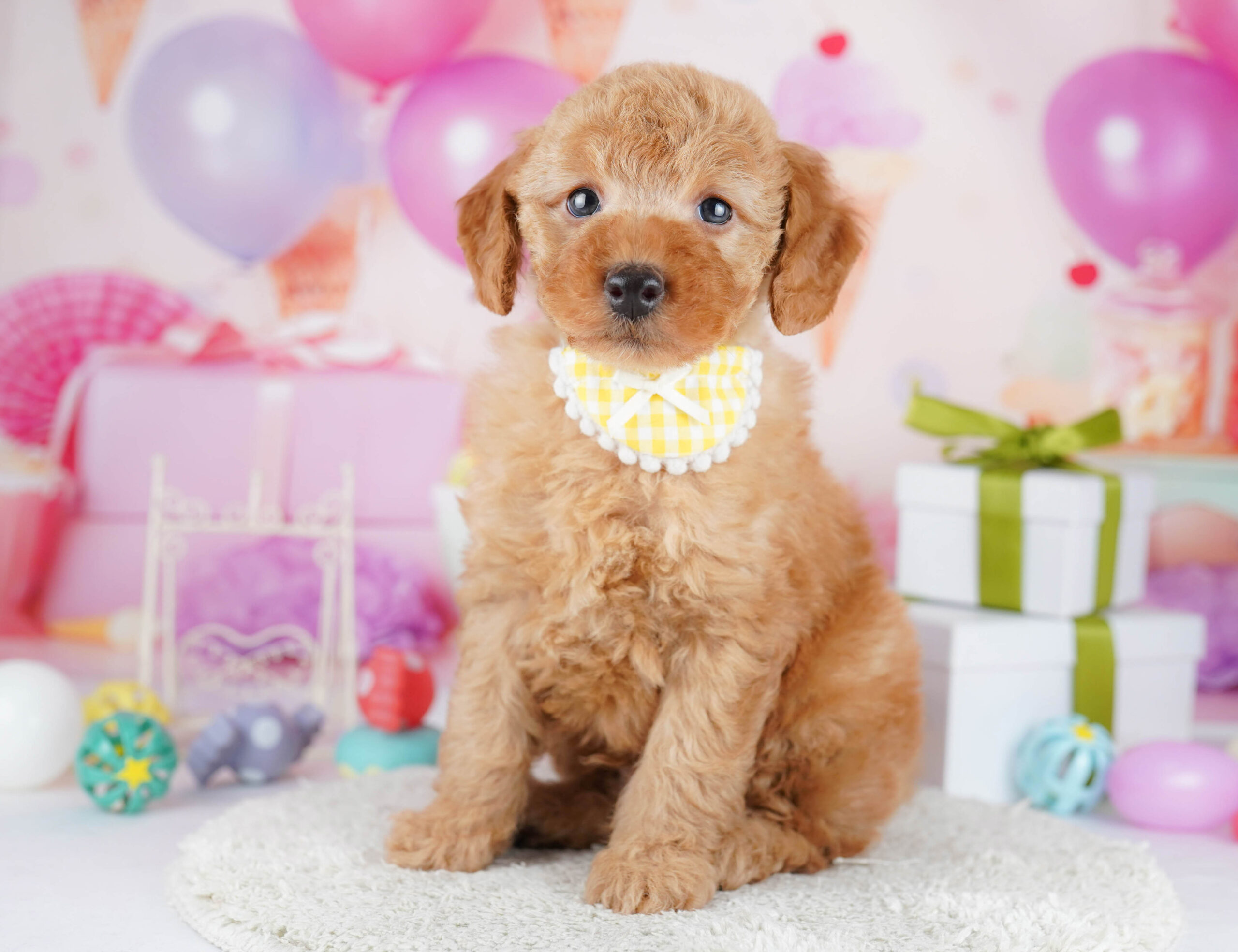 トイ・プードル | 男の子 | レッド | 2026年1月17日