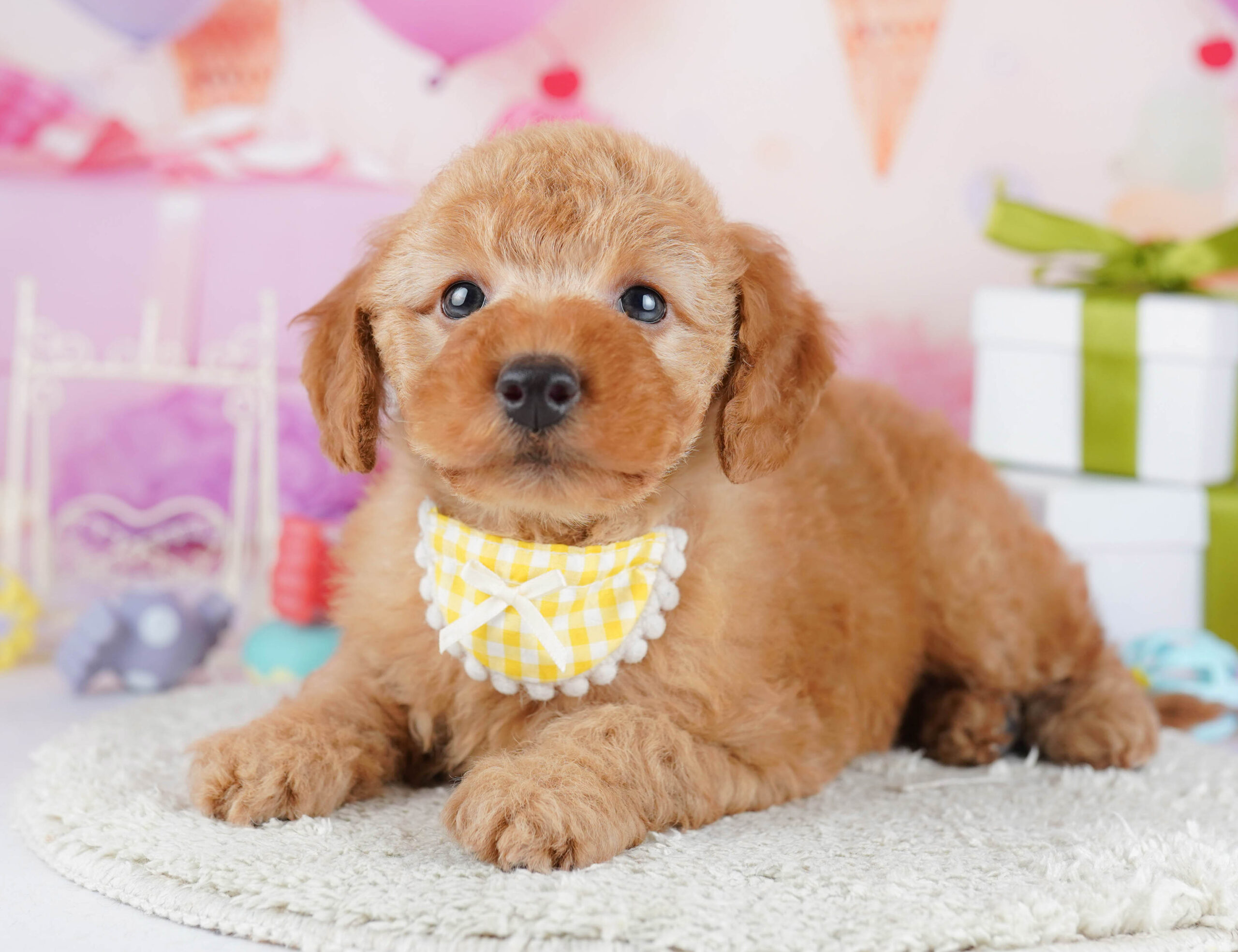 トイ・プードル | 男の子 | レッド | 2026年1月17日