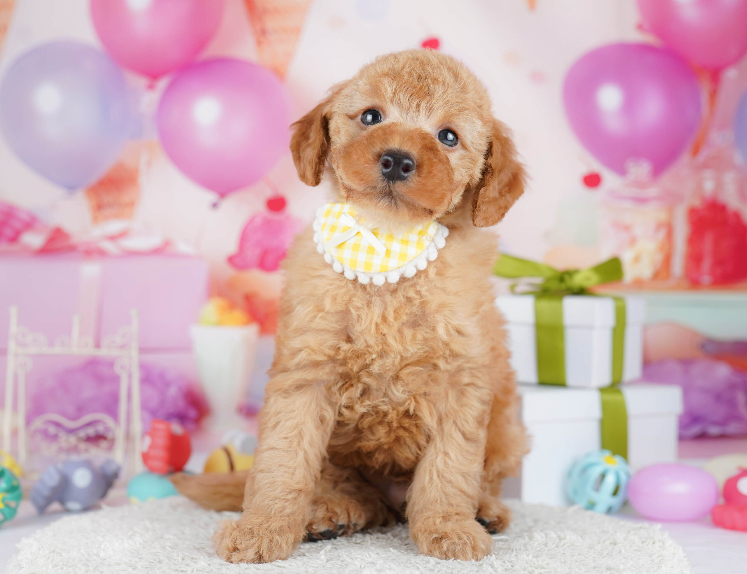 トイ・プードル | 男の子 | レッド | 2026年1月17日