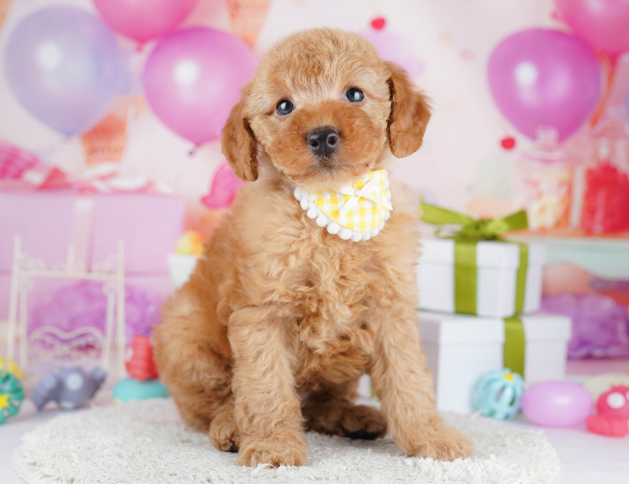 トイ・プードル | 男の子 | レッド | 2026年1月17日