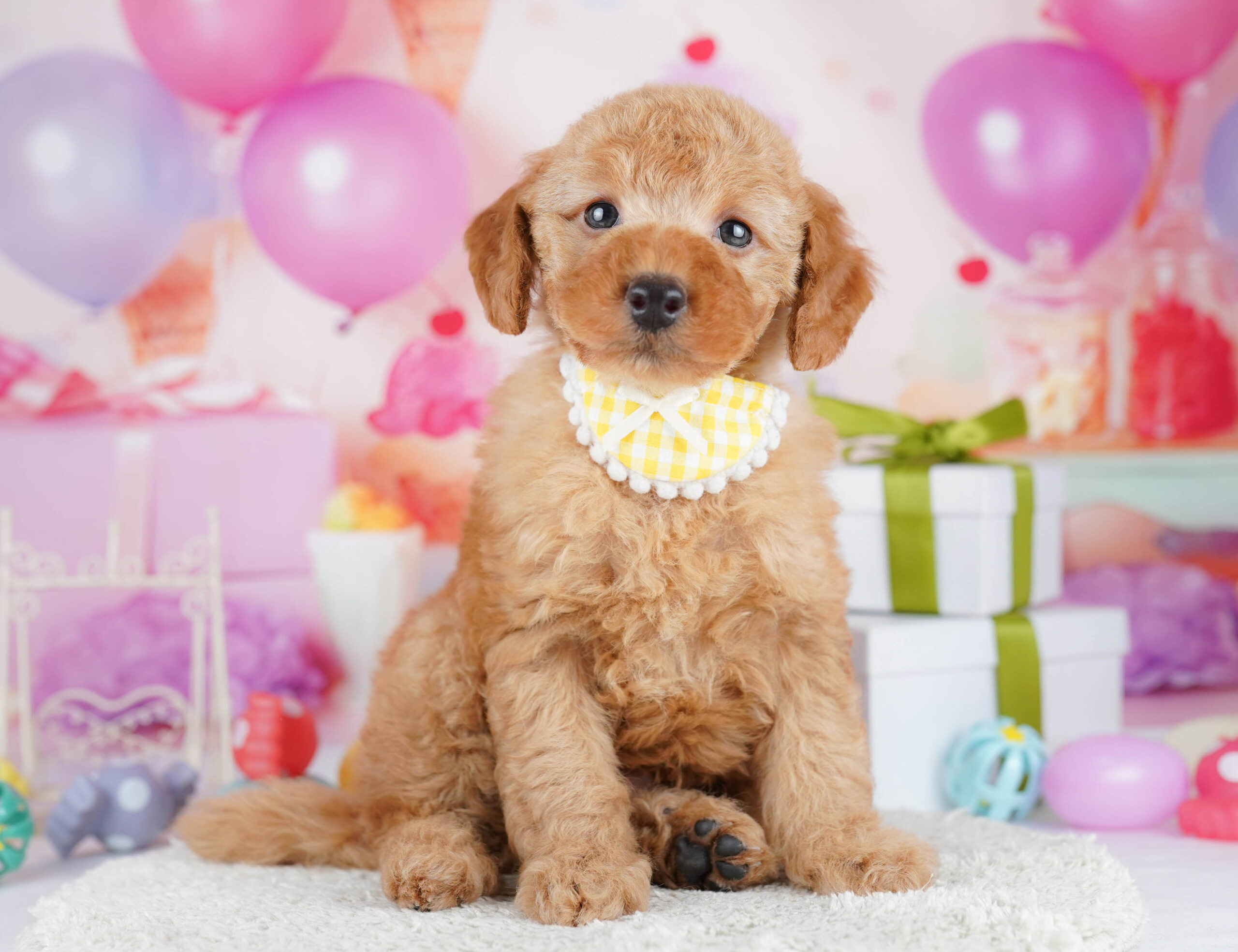 トイ・プードル | 男の子 | レッド | 2026年1月17日