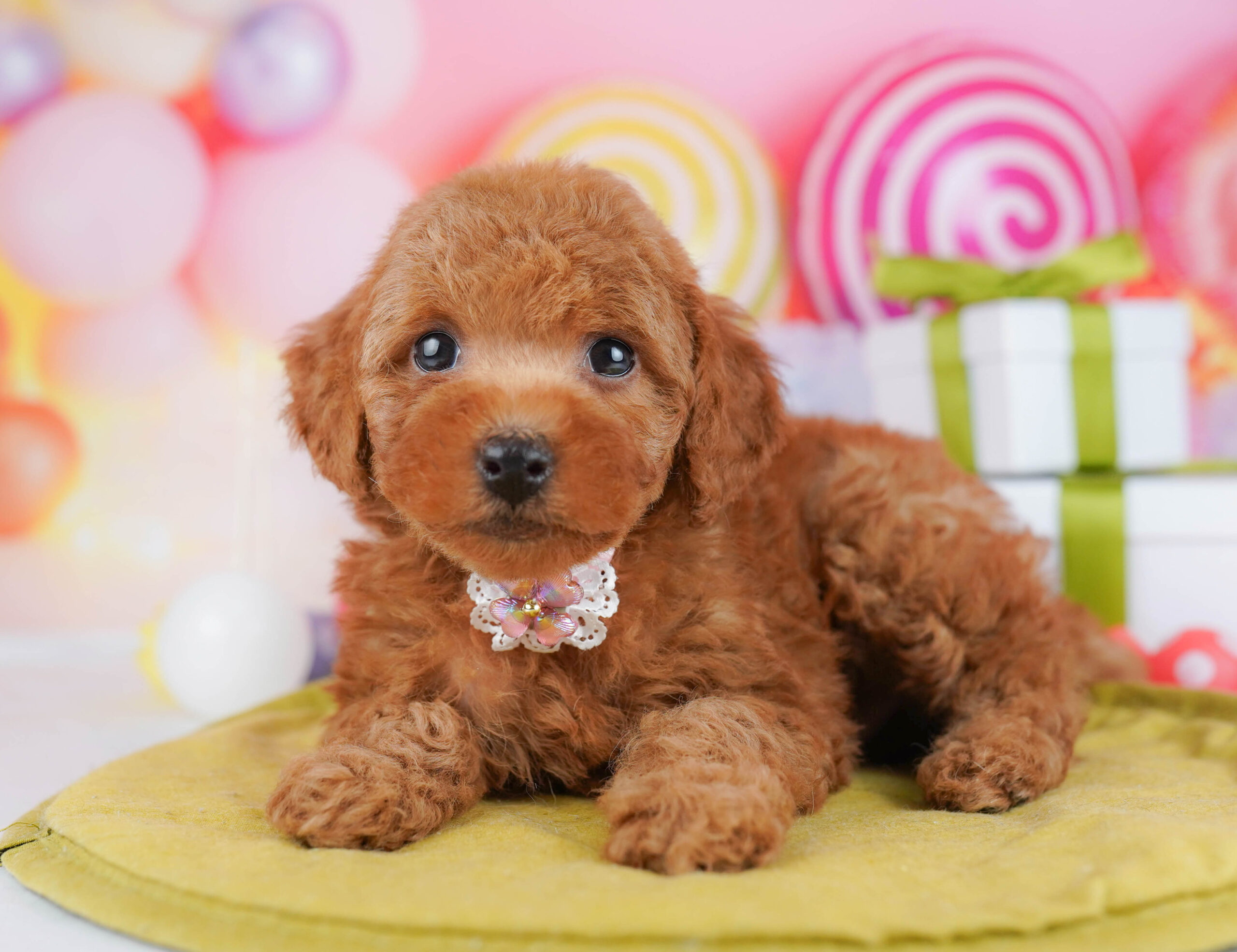 トイ・プードル | 男の子 | レッド | 2026年1月17日