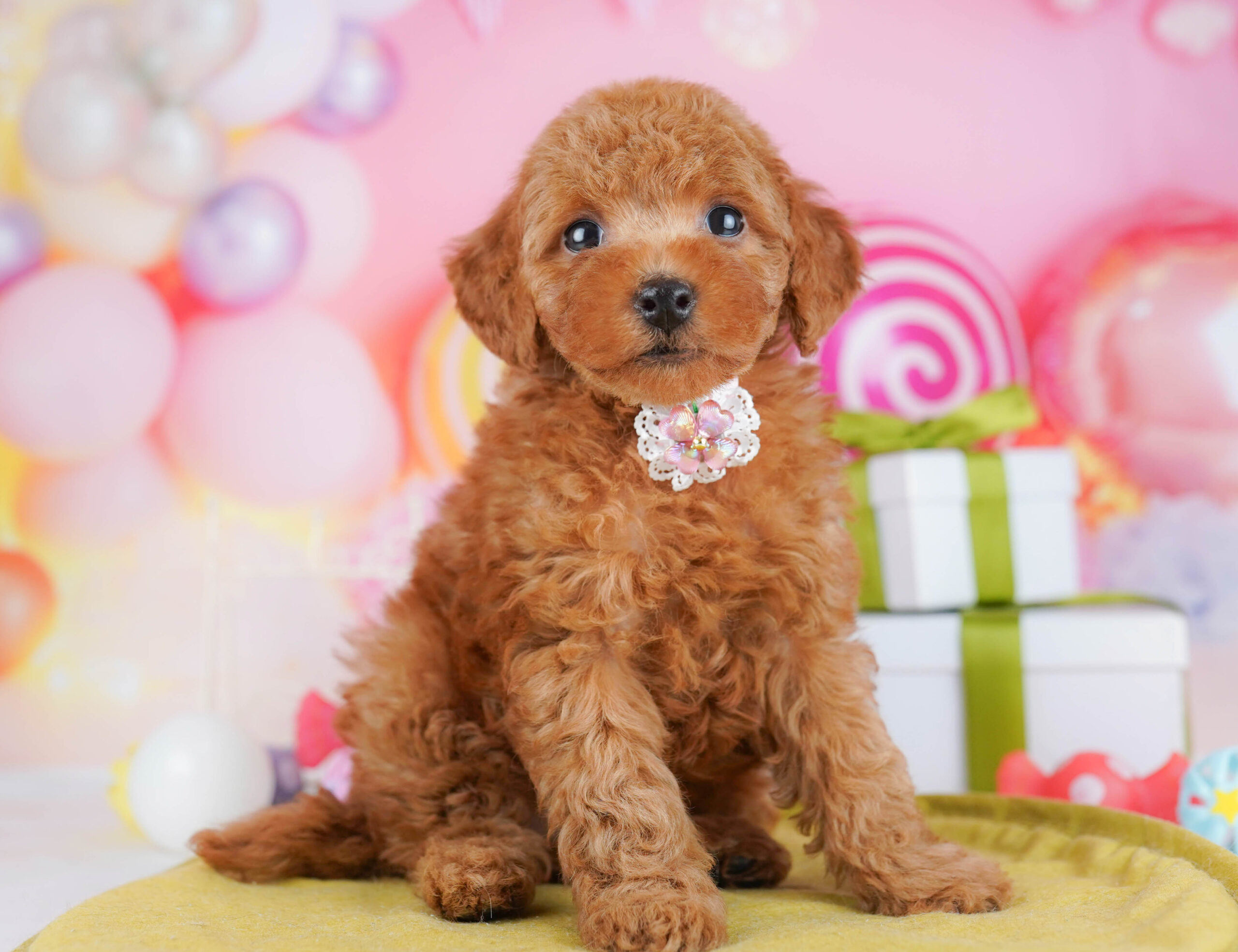 トイ・プードル | 男の子 | レッド | 2026年1月17日