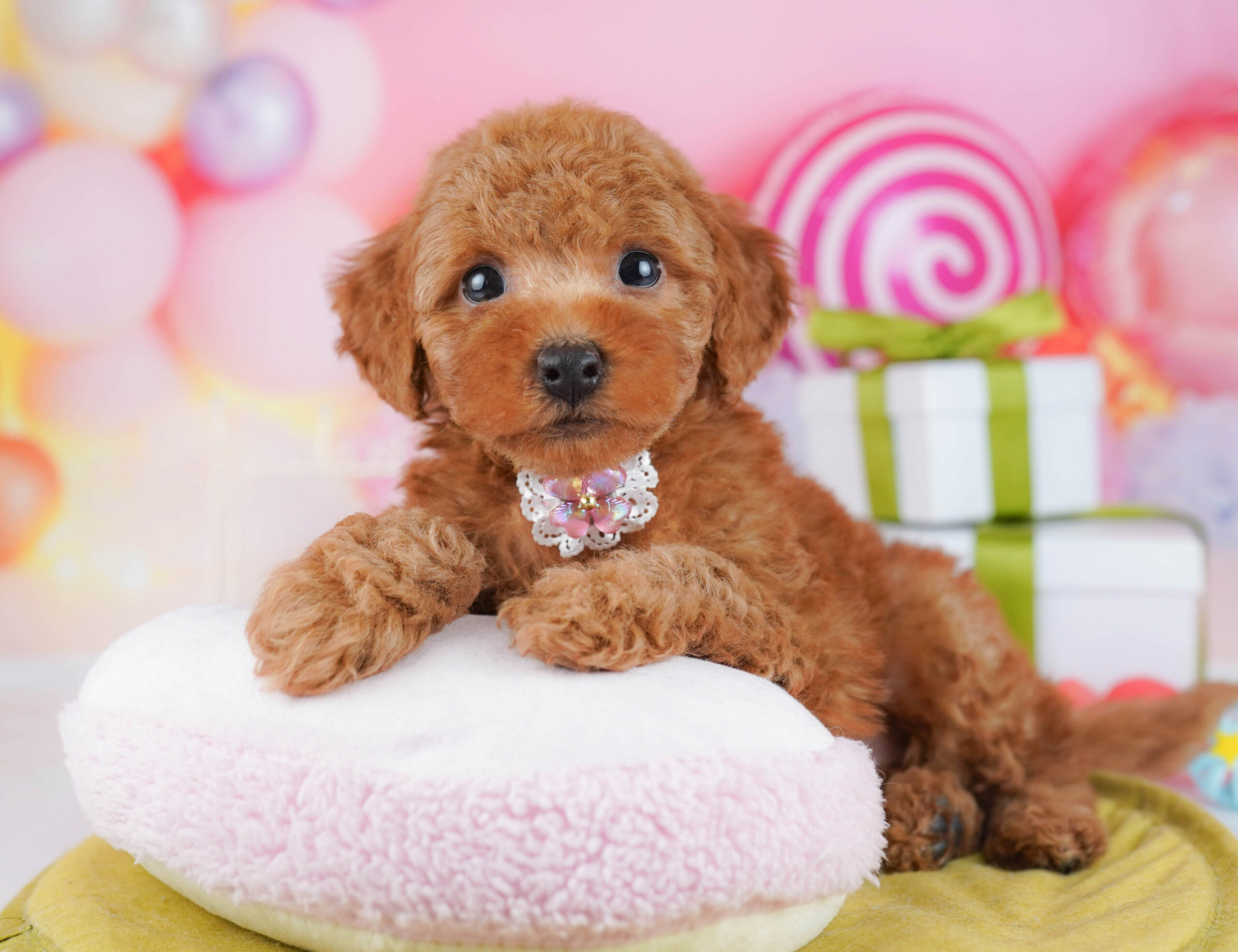 トイ・プードル | 男の子 | レッド | 2026年1月17日