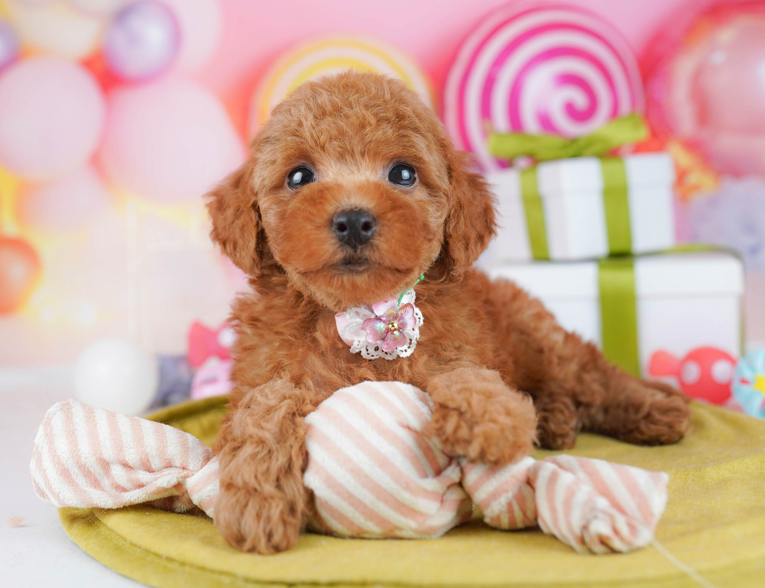 トイ・プードル | 男の子 | レッド | 2026年1月17日