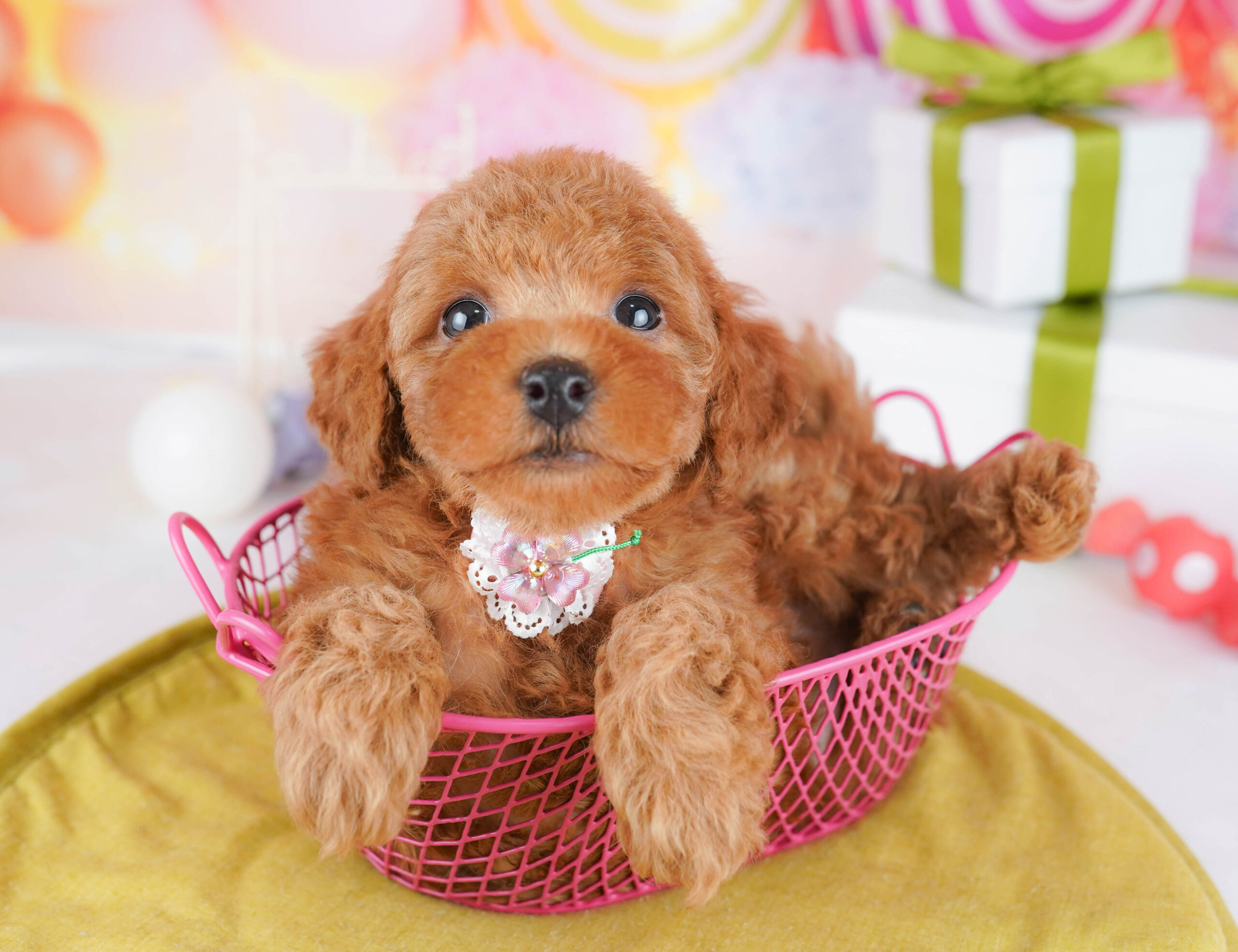 トイ・プードル | 男の子 | レッド | 2026年1月17日