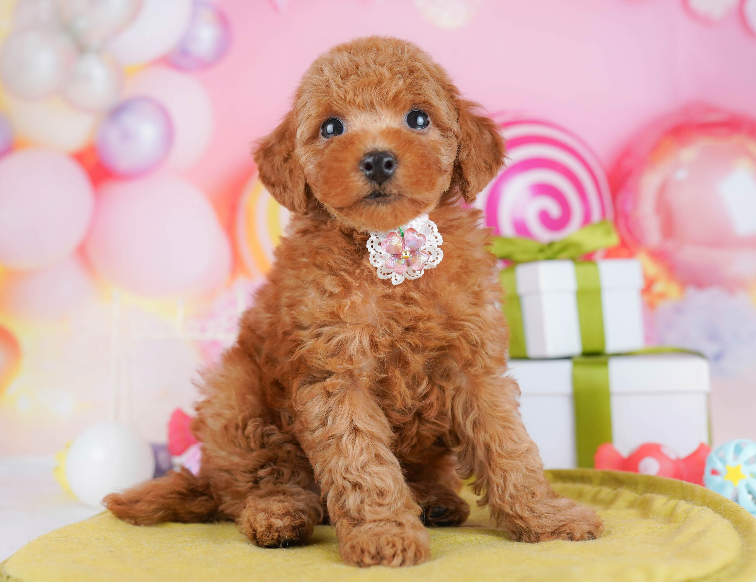 トイ・プードル | 男の子 | レッド | 2026年1月17日