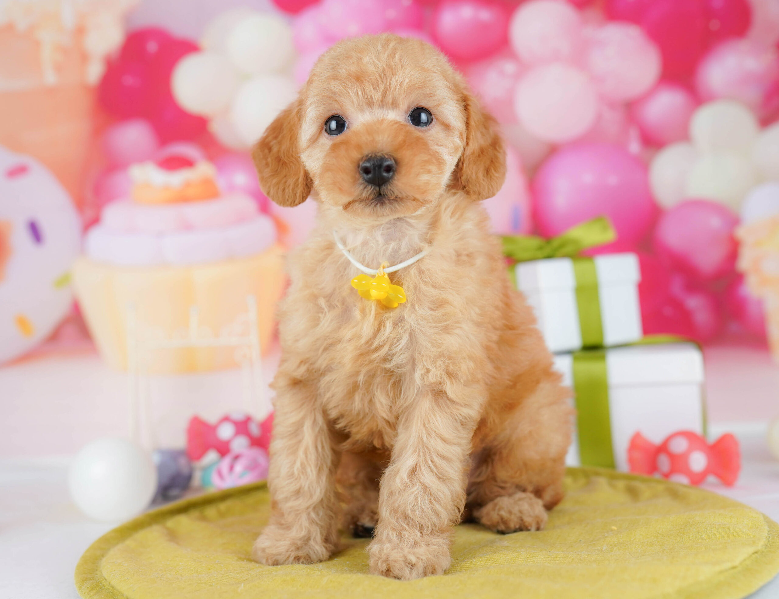 トイ・プードル | 男の子 | レッド | 2026年1月17日