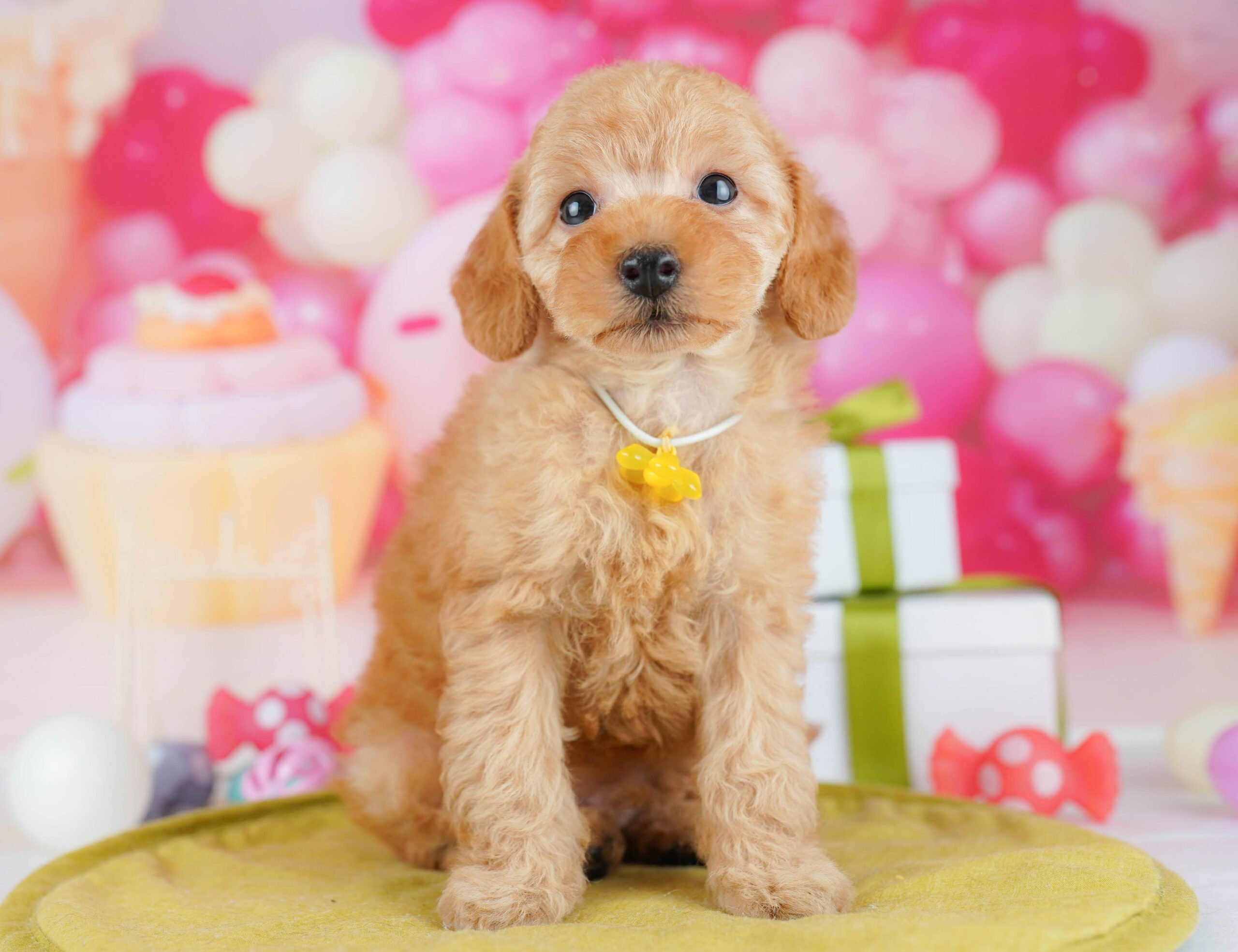 トイ・プードル | 男の子 | レッド | 2026年1月17日