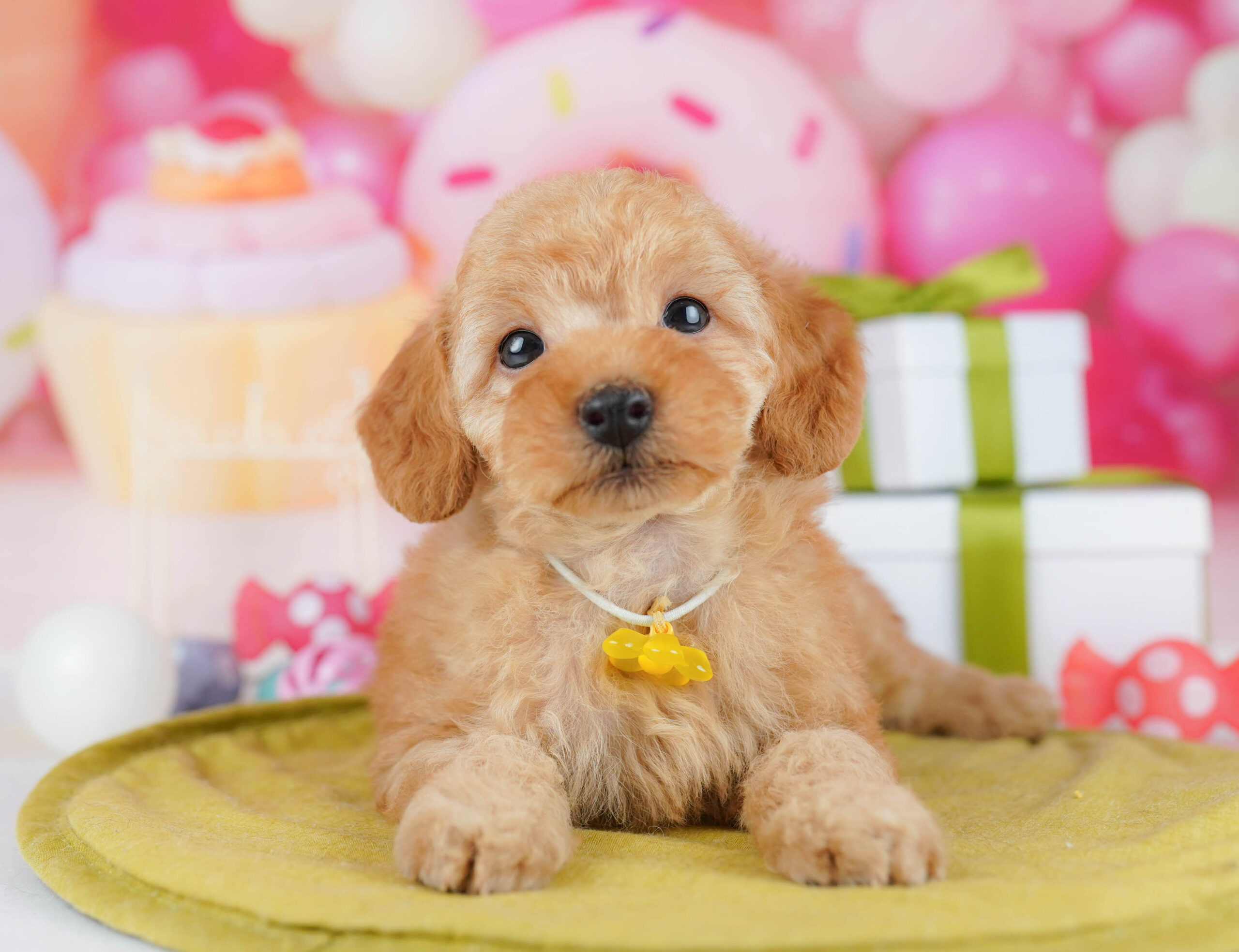 トイ・プードル | 男の子 | レッド | 2026年1月17日