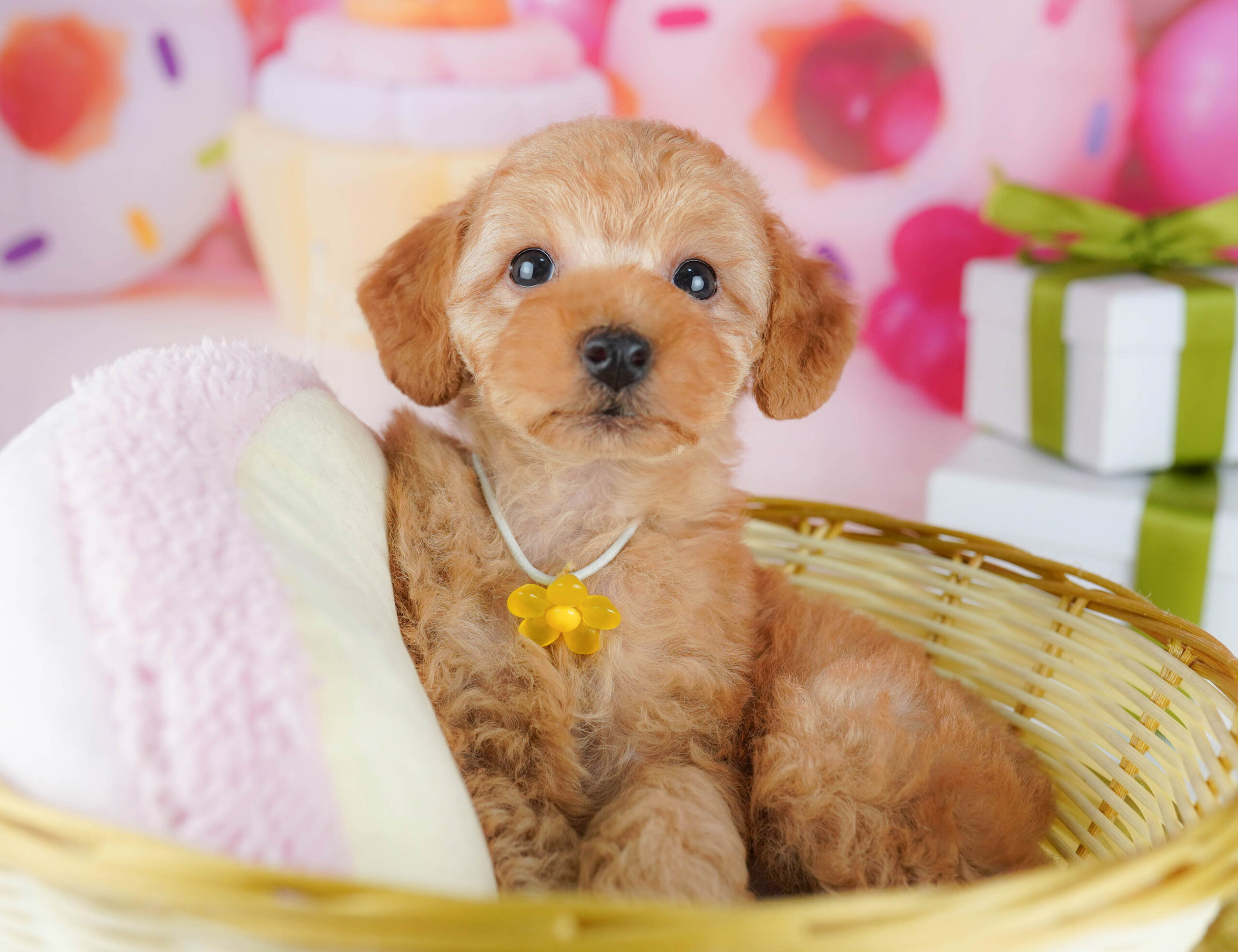 トイ・プードル | 男の子 | レッド | 2026年1月17日