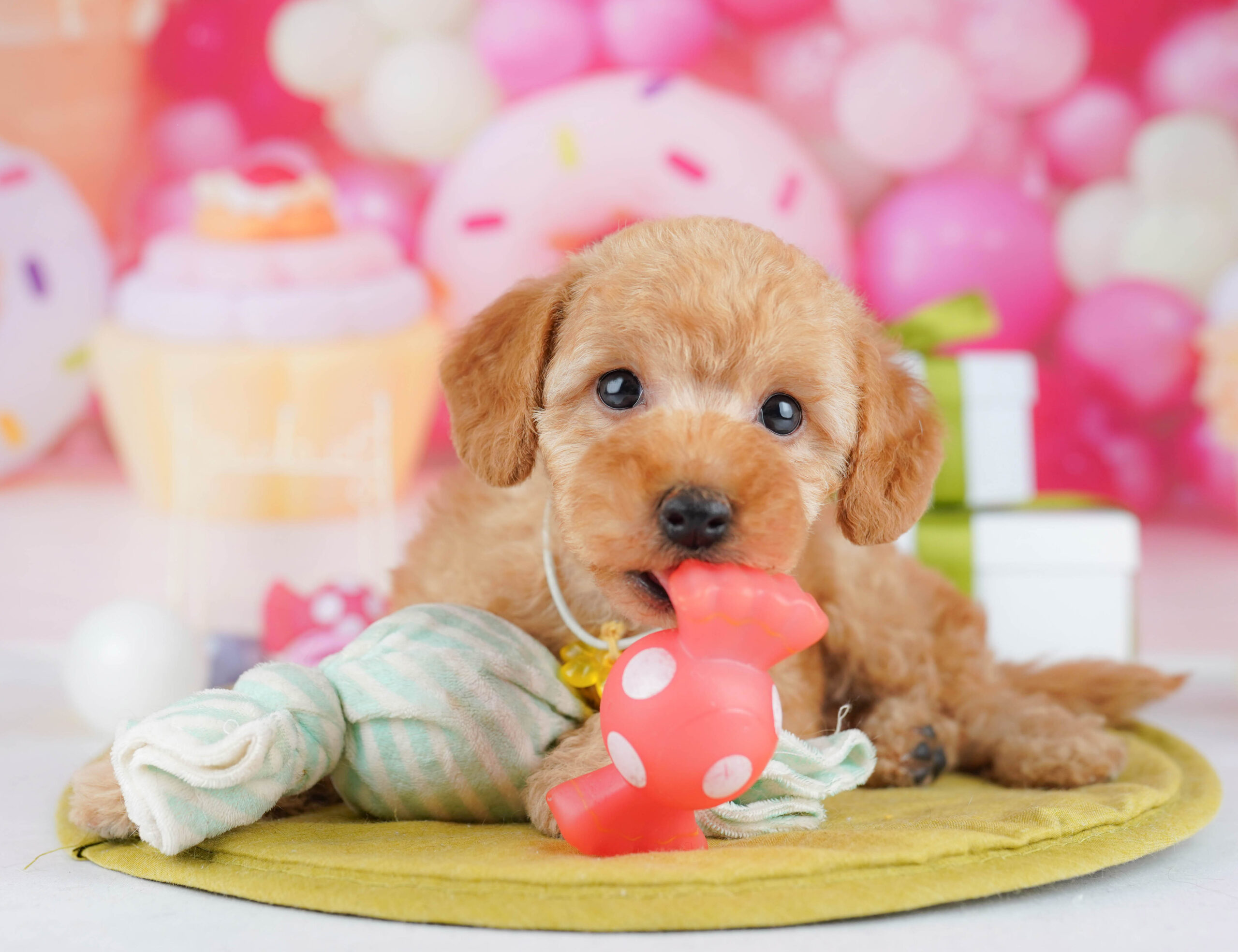 トイ・プードル | 男の子 | レッド | 2026年1月17日