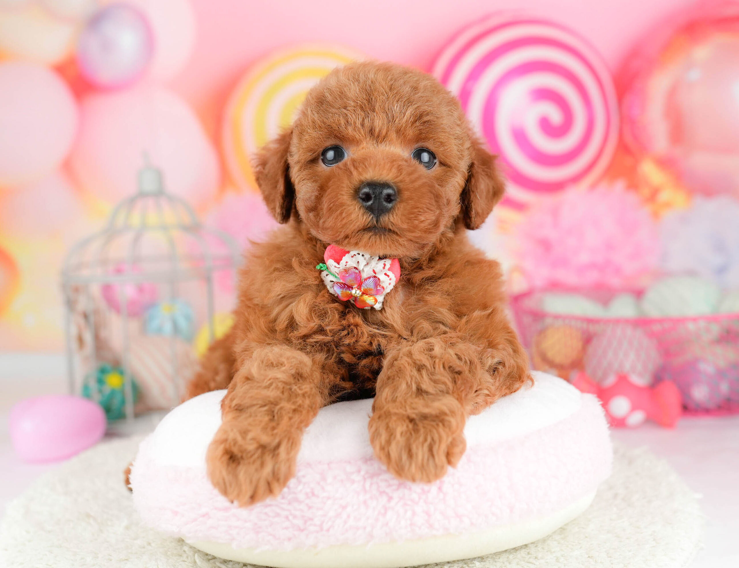 トイ・プードル | 男の子 | レッド | 2026年1月17日