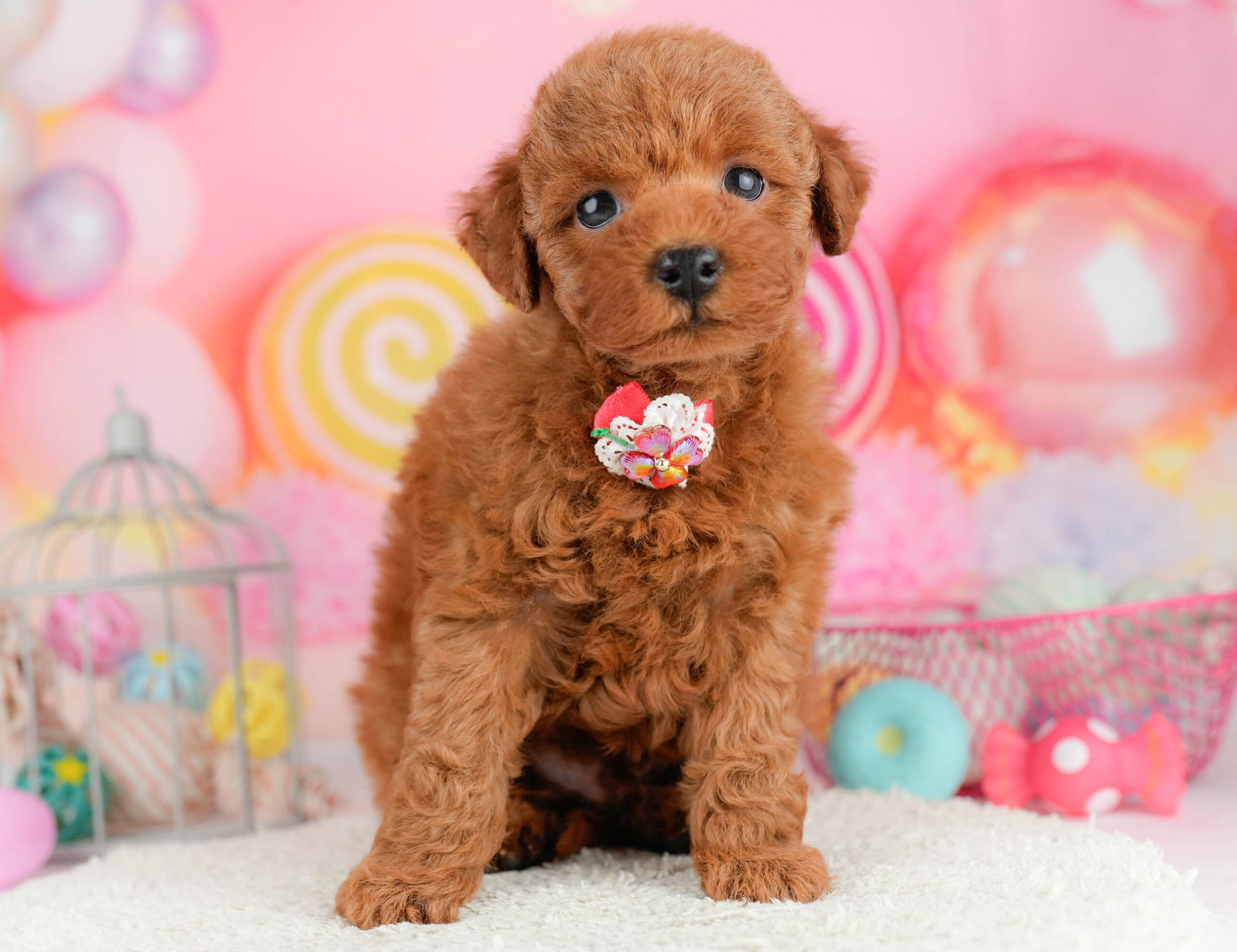 トイ・プードル | 男の子 | レッド | 2026年1月17日