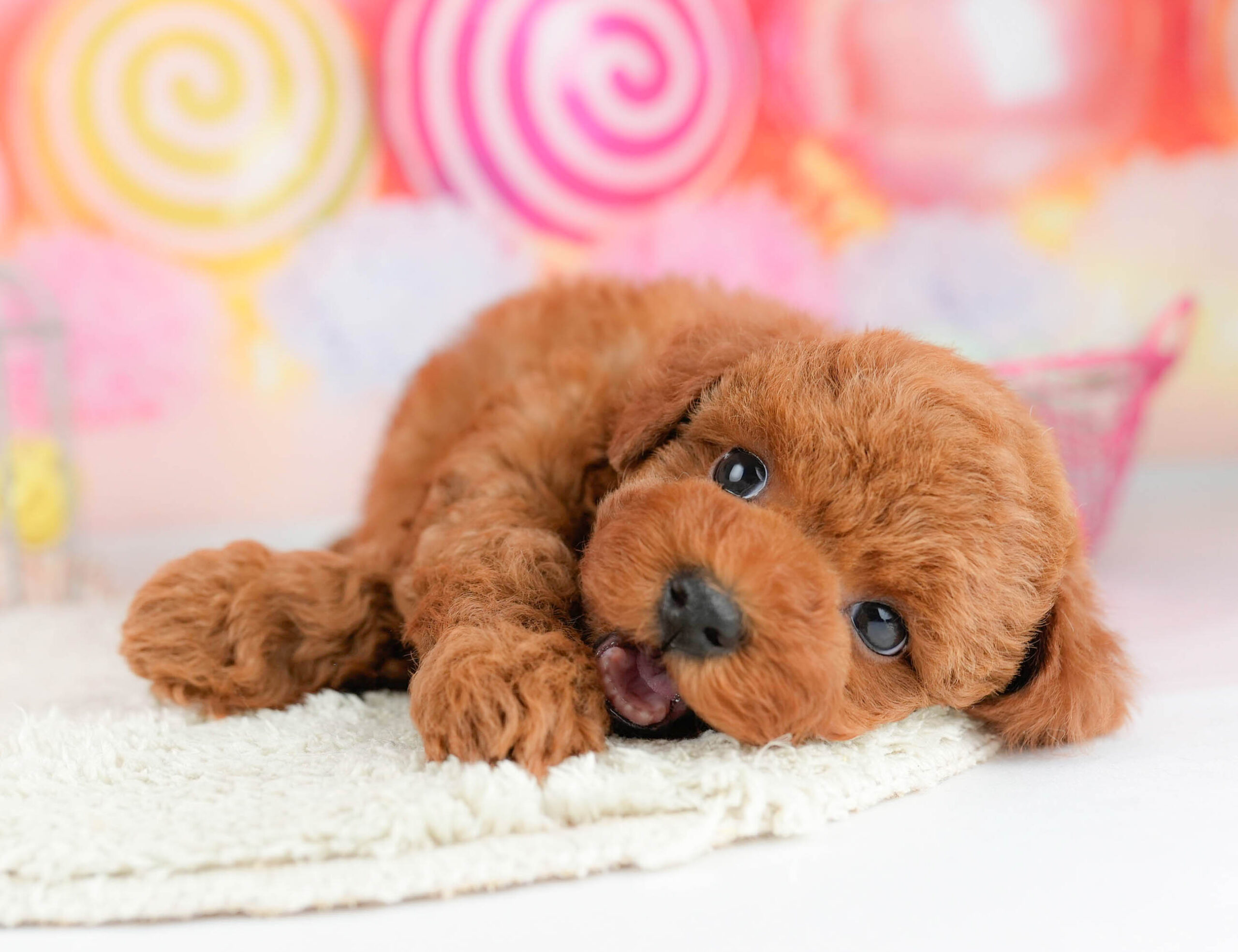 トイ・プードル | 男の子 | レッド | 2026年1月17日