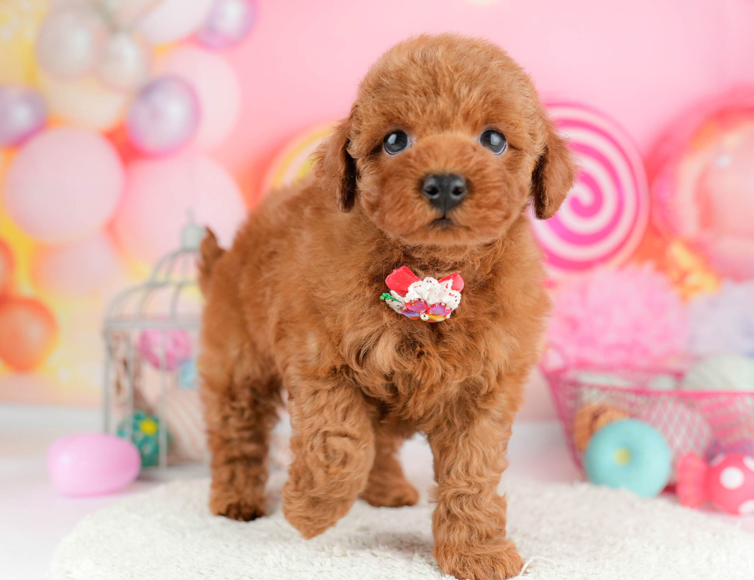 トイ・プードル | 男の子 | レッド | 2026年1月17日