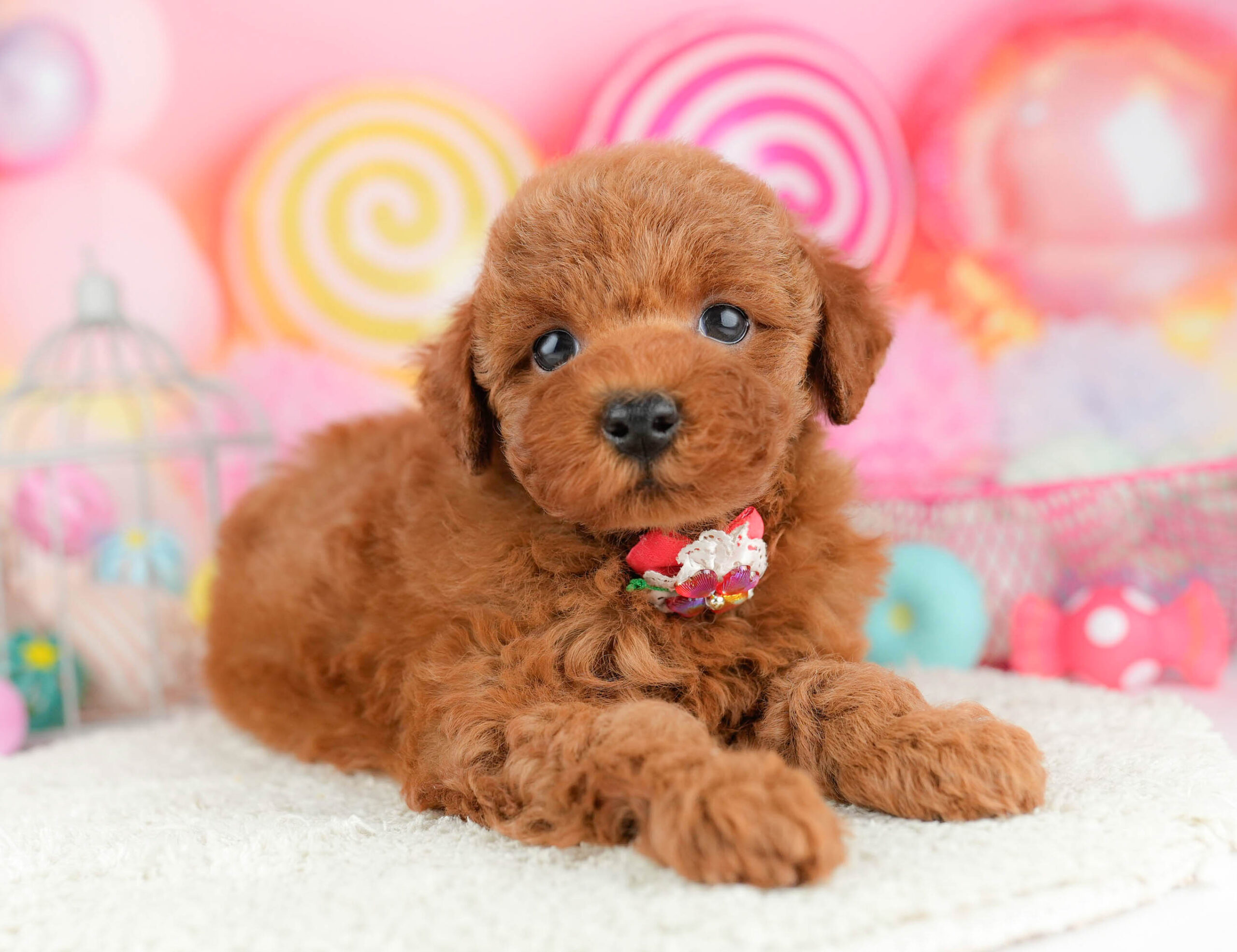 トイ・プードル | 男の子 | レッド | 2026年1月17日