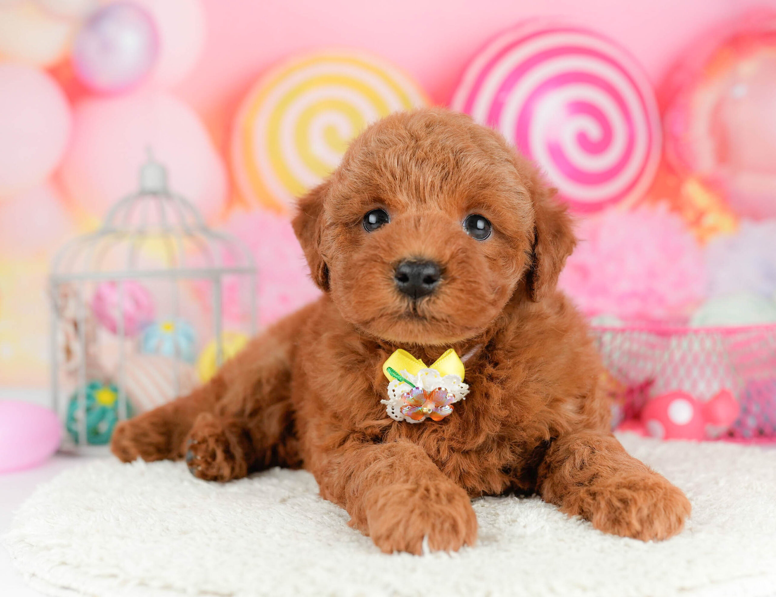 トイ・プードル | 男の子 | レッド | 2026年1月17日