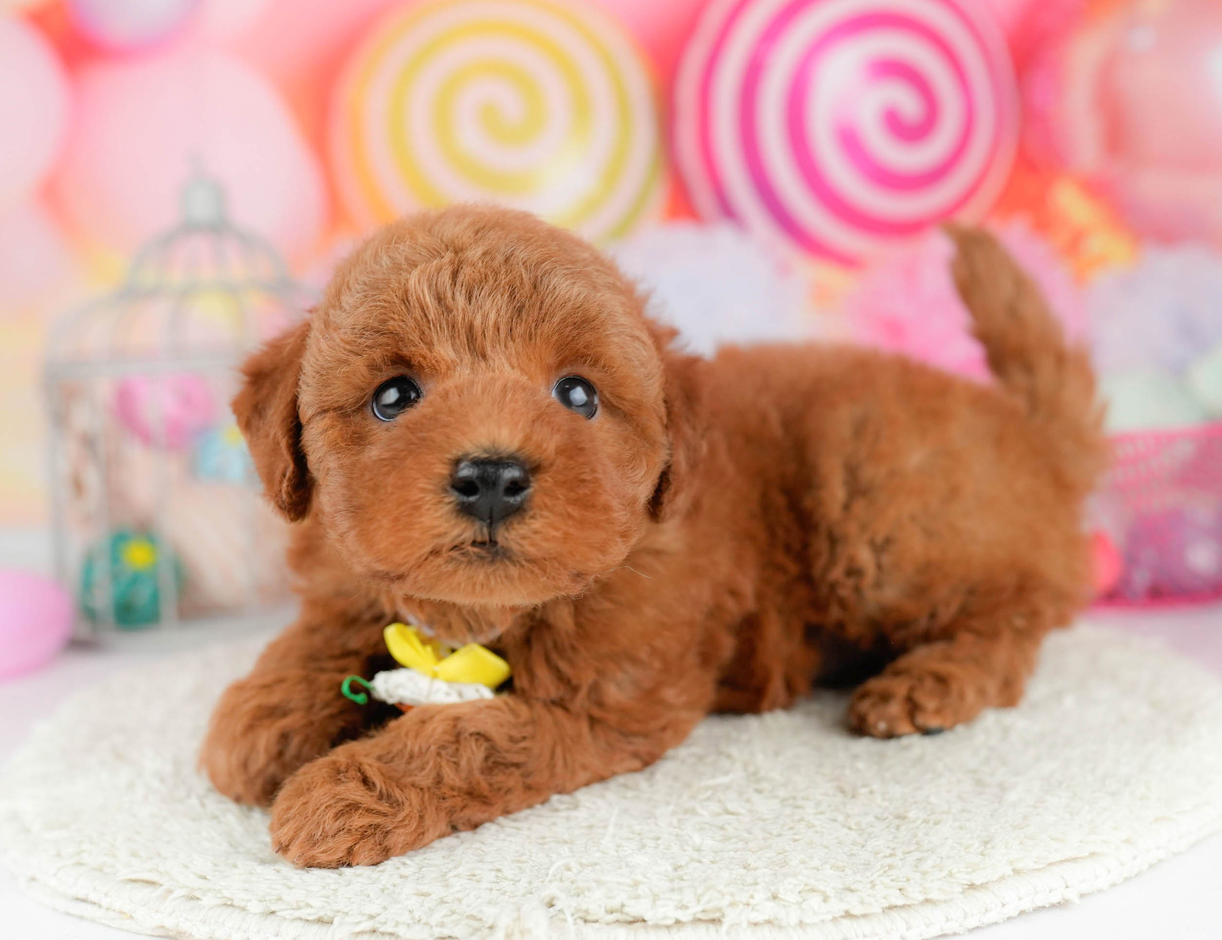 トイ・プードル | 男の子 | レッド | 2026年1月17日