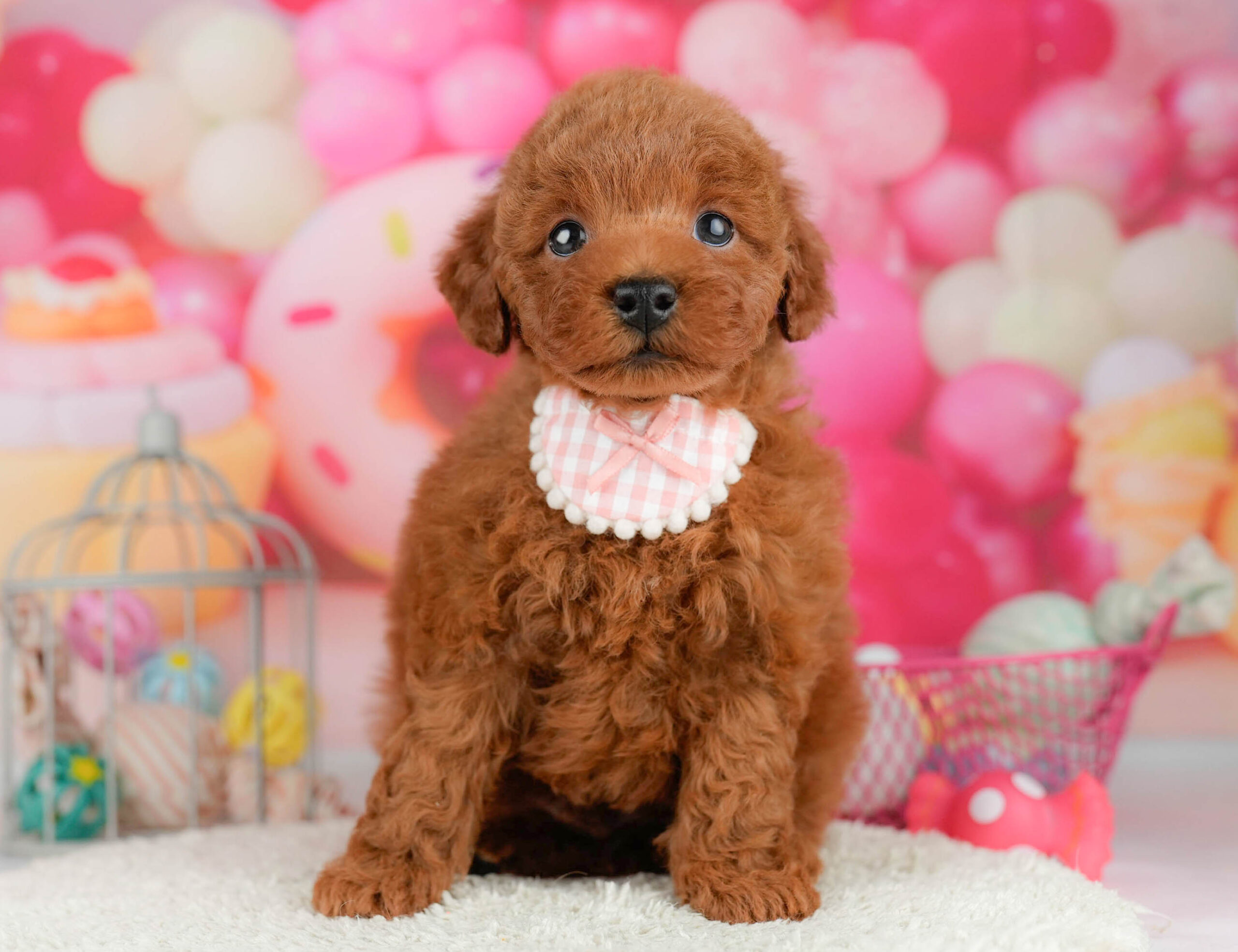 トイ・プードル | 男の子 | レッド | 2026年1月17日