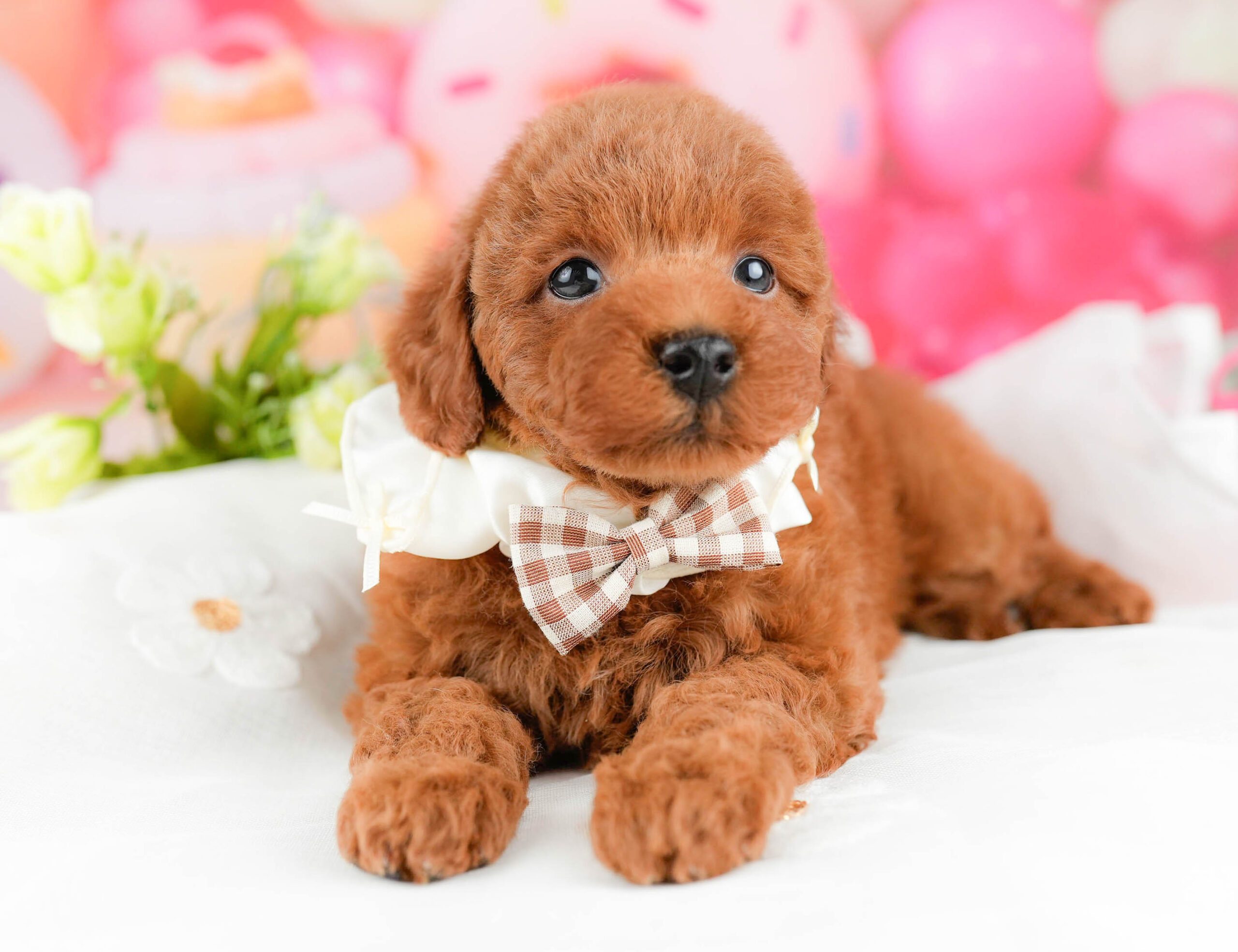 トイ・プードル | 男の子 | レッド | 2026年1月17日