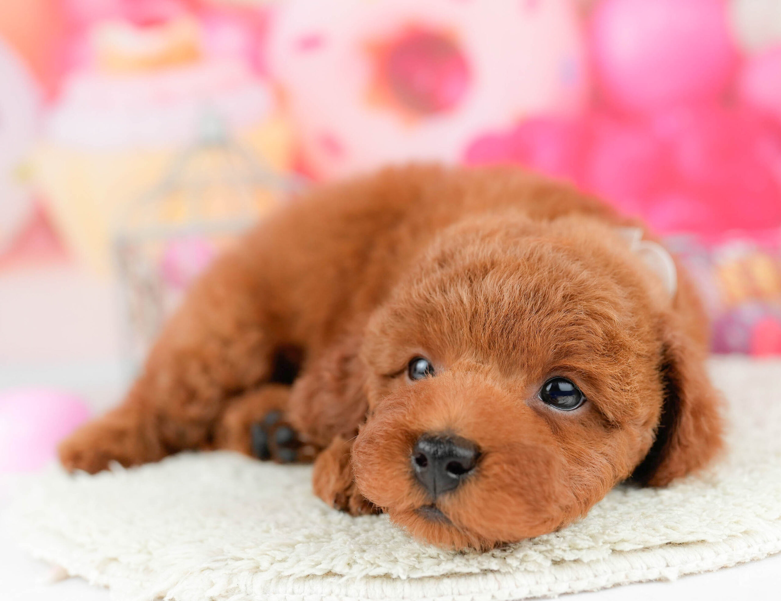 トイ・プードル | 男の子 | レッド | 2026年1月17日