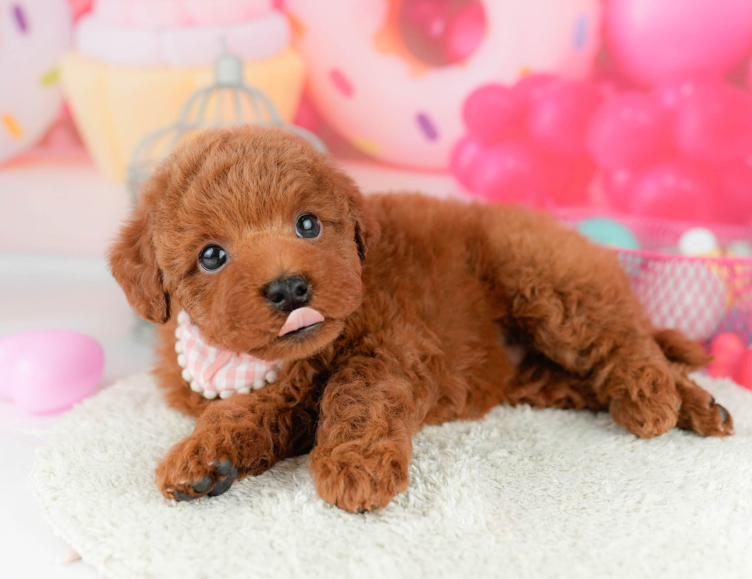 トイ・プードル | 男の子 | レッド | 2026年1月17日