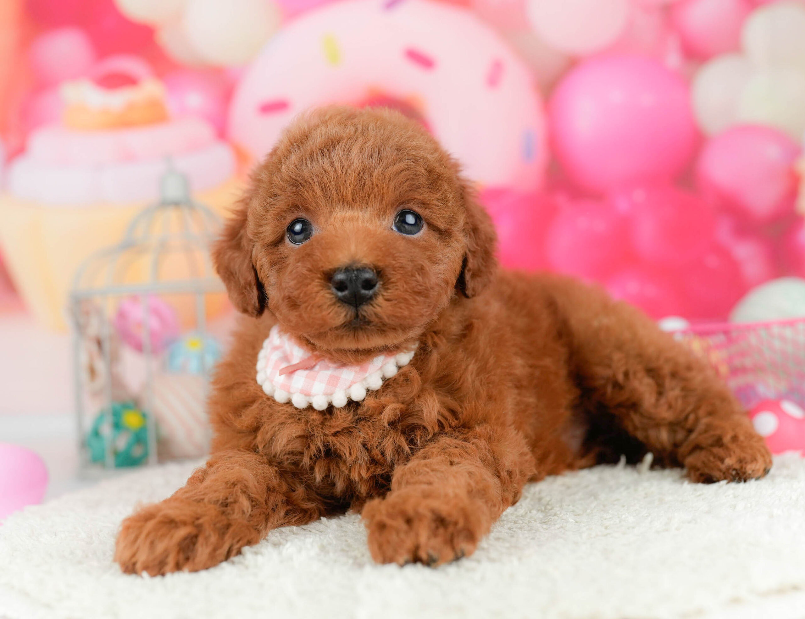 トイ・プードル | 男の子 | レッド | 2026年1月17日