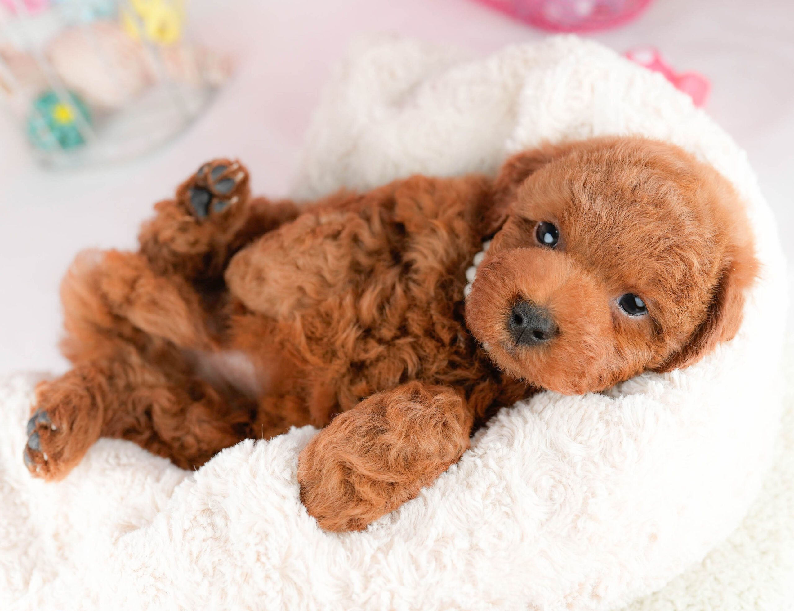 トイ・プードル | 男の子 | レッド | 2026年1月17日