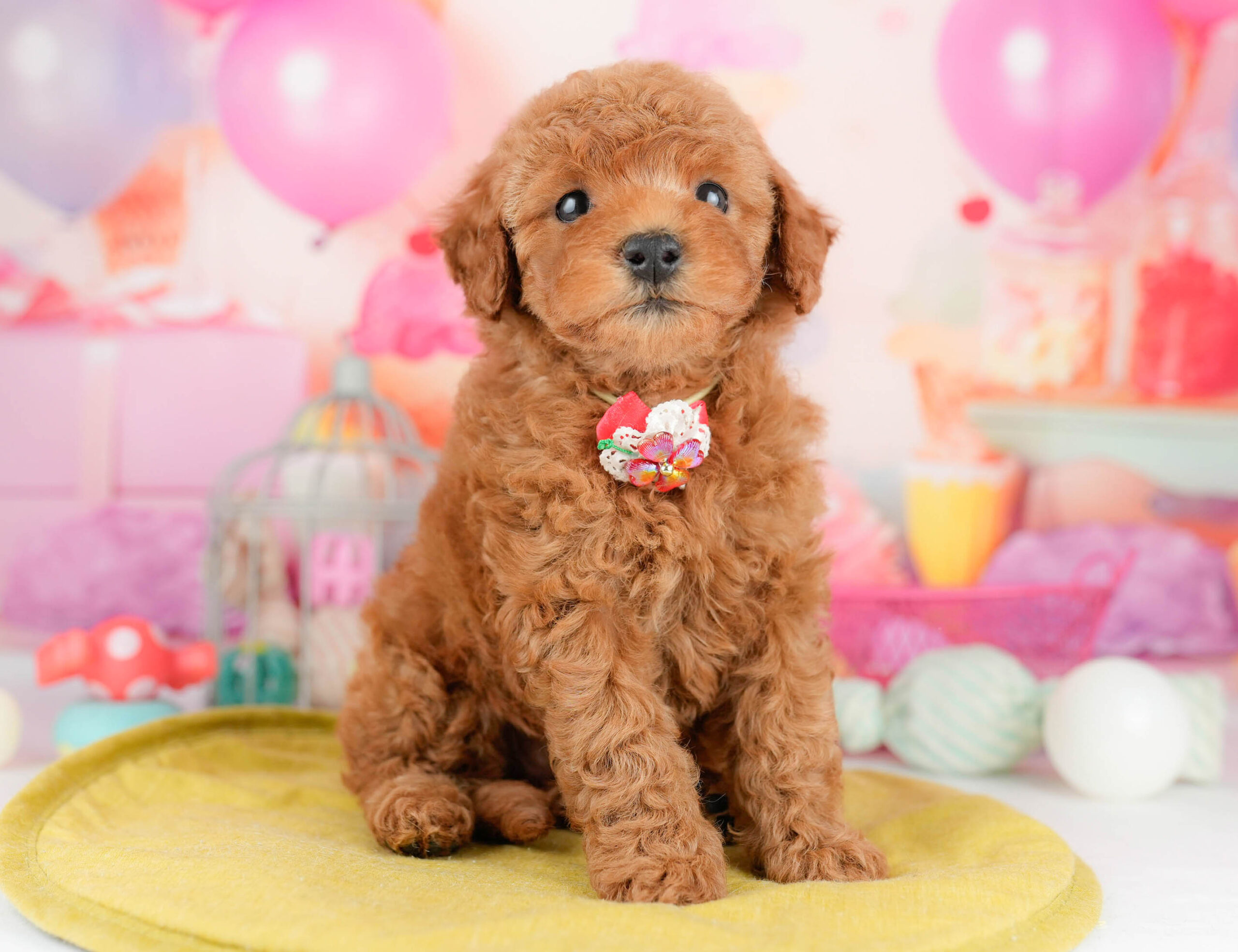 トイ・プードル | 女の子 | レッド | 2026年1月17日