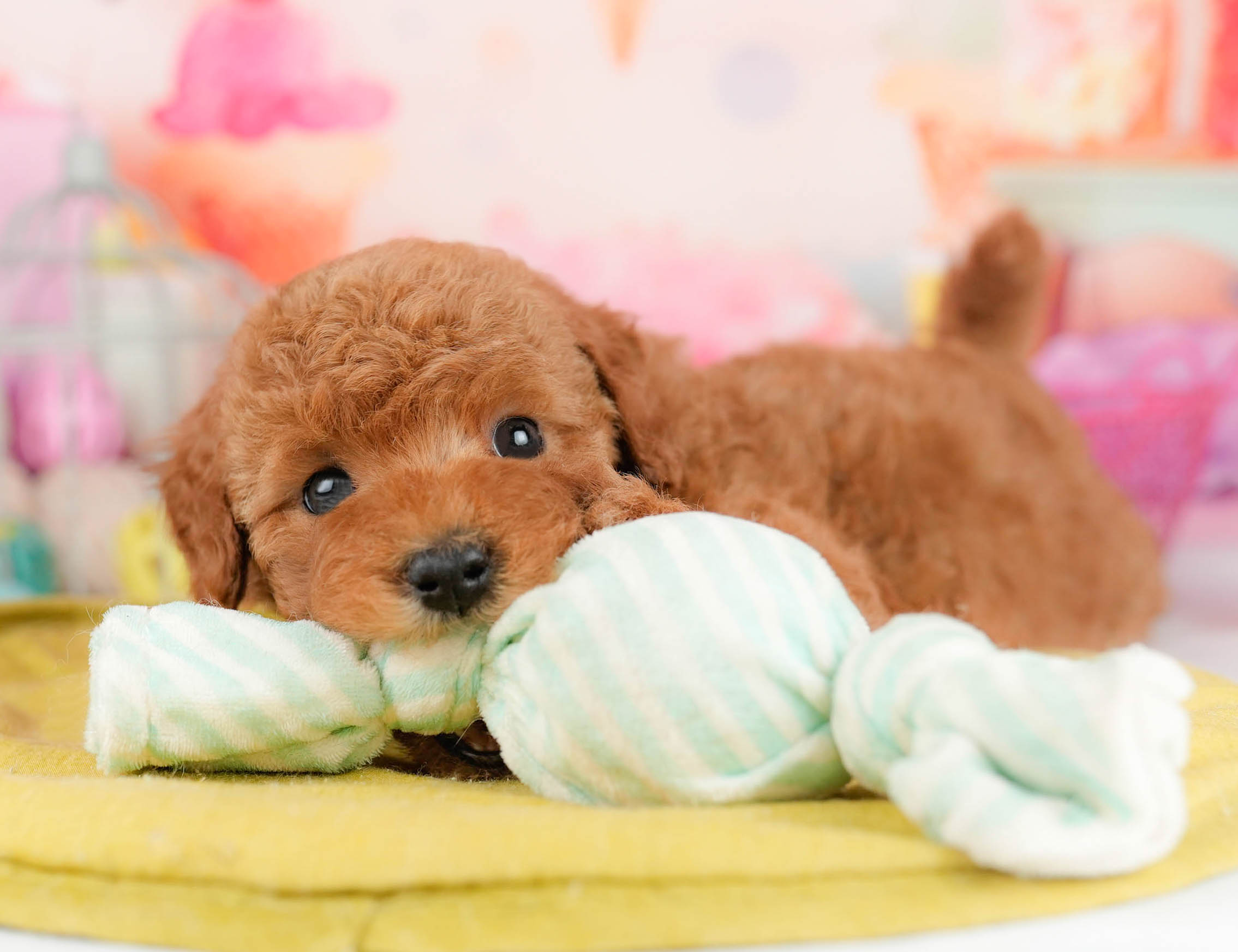 トイ・プードル | 女の子 | レッド | 2026年1月17日