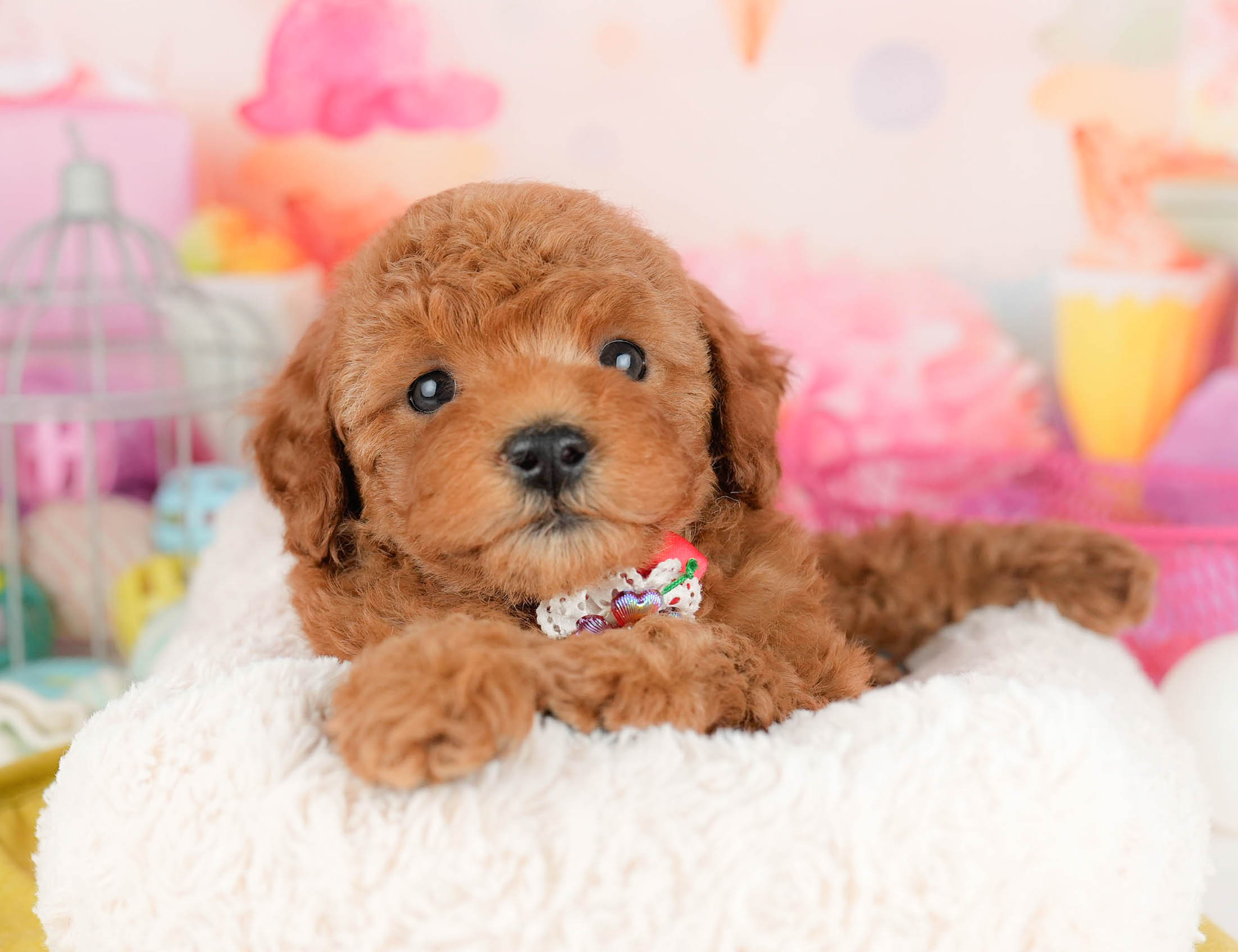 トイ・プードル | 女の子 | レッド | 2026年1月17日